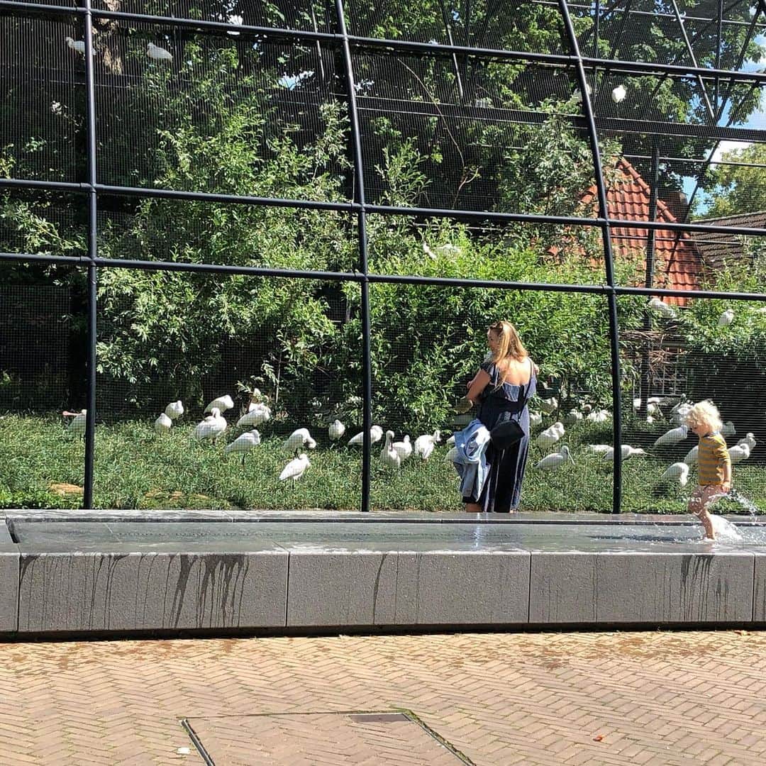 ecomfort（エコンフォート）さんのインスタグラム写真 - (ecomfort（エコンフォート）Instagram)「夏休み:アムステルダム アムステルダムの中でいちばんくつろぐ場所は動物園にありプランタージュ レストラン。広い公園を前に、朝食もランチもすご〜くおいしいんです。アムステルダムでもハイアットに泊まるのですが、ここから5分の距離に感謝です。  今日の気温は21℃、ポカポカ陽がさしていい気持ちです！  高橋百合子  #アムステルダム#オランダ##夏休み#動物園#デプランタージュ#ecomforthouse #神宮前5丁目#神五#エコンフォートハウス」7月2日 19時02分 - ecomfort_eoct