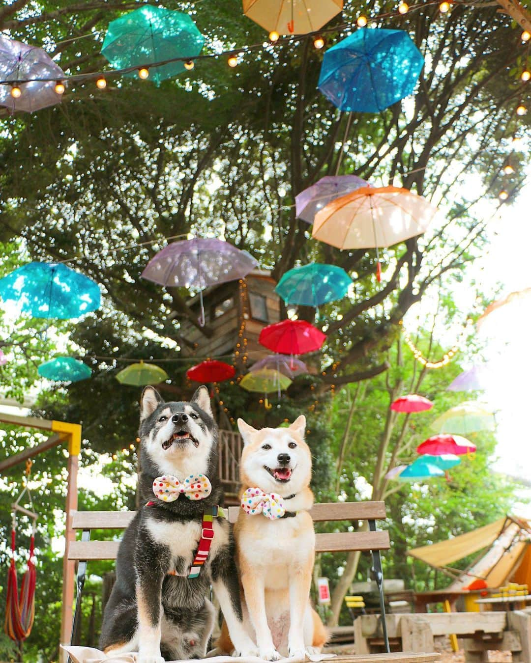 柴犬 けんしろう ゆりあのインスタグラム