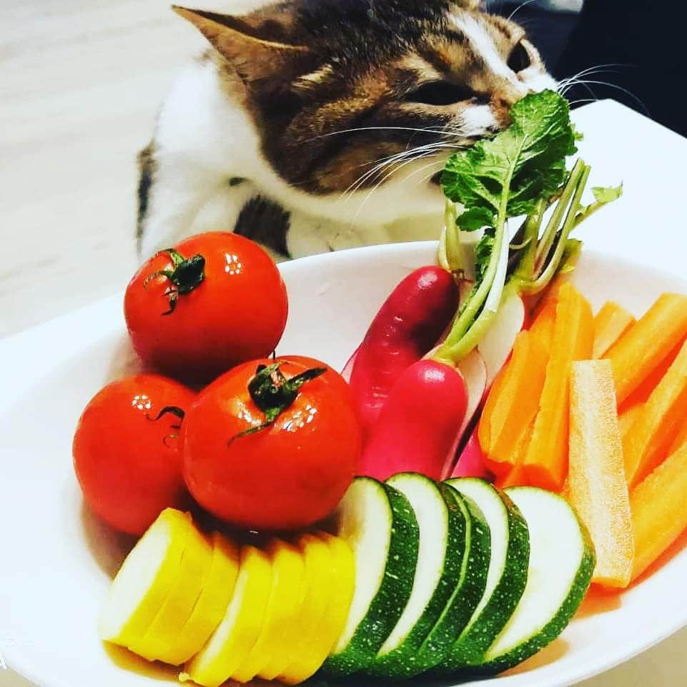 藤井沙央理のインスタグラム：「枕の取り合いに続き、野菜の取り合い(ФωФ)  #野菜好き #グルメ猫 #野菜を切る音 で#ソワソワする #肉は食べない #魚も食べない  #ちゃおちゅーる も興味ない #ベジタリアン猫  #vegancat #catstagram  #偏食 #仲良し猫 でも#内臓脂肪高い #生まれつき  #野良時代 は何を食べていたのかしら #お腹壊した のかなぁ」