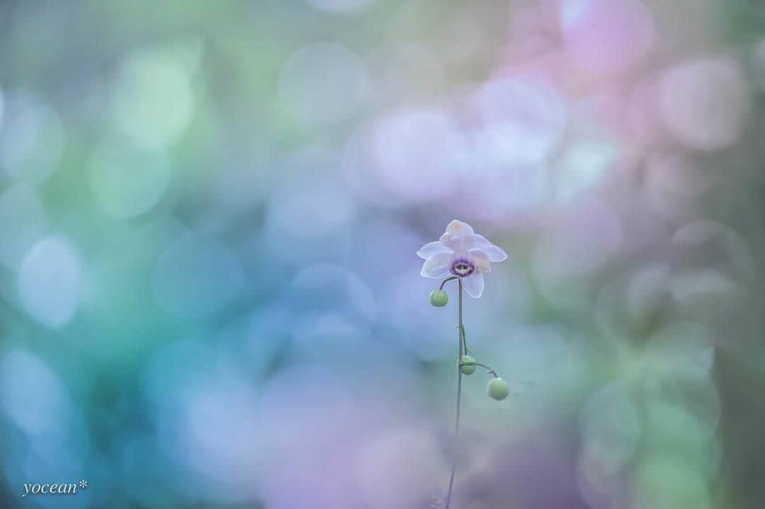 花の写真館のインスタグラム：「Photo by @yoceantoi.⠀ https://instagram.com/yoceantoi/⠀ .⠀ Original Post[投稿頂いたURL]⠀ https://www.instagram.com/p/BjEQrn0Axit/⠀ .⠀ 本アカウントは、 #私の花の写真 をつけてInstagramに投稿された皆さまの花の写真や、「花の写真館」Facebookページで投稿された花の写真を紹介します。⠀ 「花の写真館」Facebookページは、「 @floral.photograph 」のプロフィールにあるURLからご覧ください。⠀ .⠀ #花の写真館 #floralphotograph #floralphoto #flower #flowers #富士フイルム #FUJIFILM⠀ Follow: @floral.photograph」