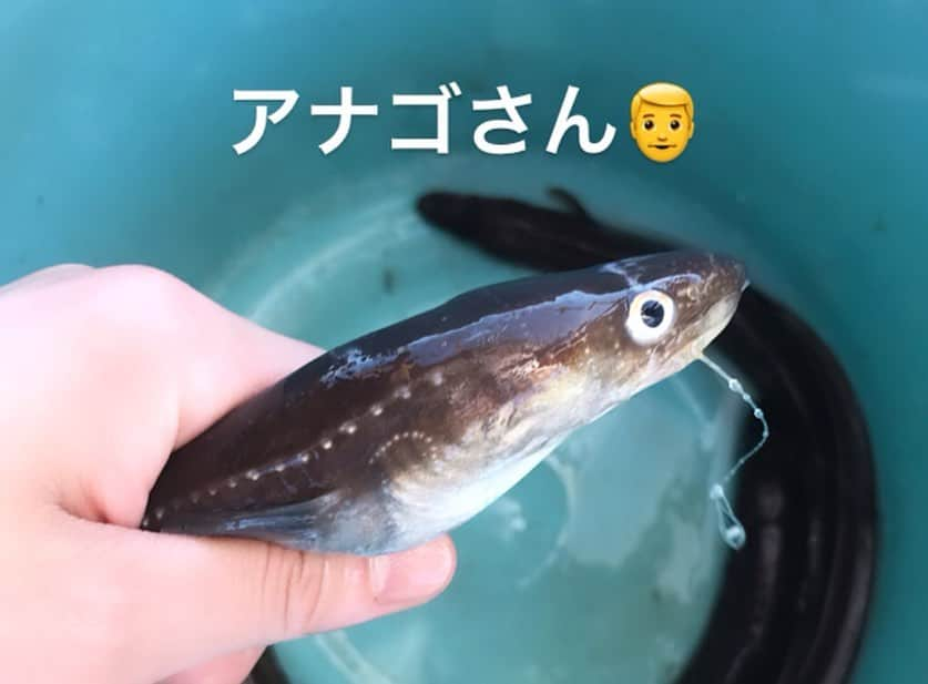 梅本静香さんのインスタグラム写真 - (梅本静香Instagram)「ハマってる釣り🎣﻿ 鯛20匹くらい釣れて、アナゴは隣で釣りしてた人たちがくれた☺️﻿ みんなで黙々と料理して食べたけど、お腹すいてたから一瞬でペロリでした😋﻿ ﻿ #南蛮漬け﻿ #お刺身﻿ #カルパッチョ﻿ #なめろう﻿ #あら汁﻿ #塩焼き ﻿ #なめろうの量w﻿ #写ってないけどこの２倍量くらいある﻿ #鯛13匹分位の料理﻿ ﻿ #鯛 #釣り #釣りガール #九十九里﻿」7月2日 19時32分 - shizuka0523xx