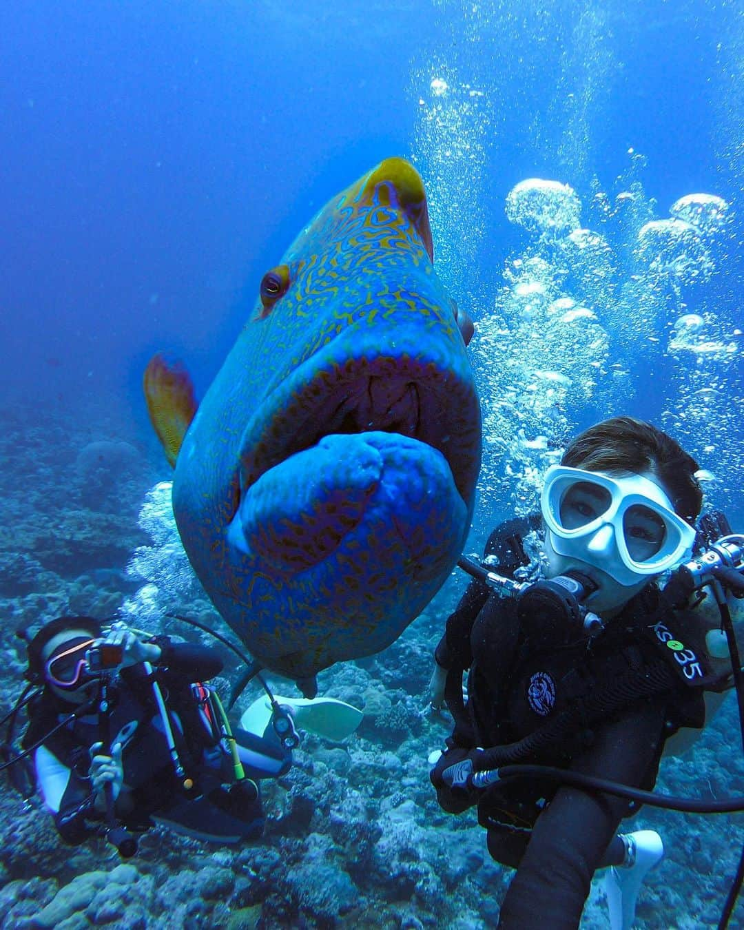 maakoさんのインスタグラム写真 - (maakoInstagram)「Say cheese✌🏾📸with ナポレオン🐟 #saycheese #Napoleon ・ パラオ🇵🇼は世界中のダイバーが憧れる国🦈💙 有名なダイビングポイント 📍ブルーコーナーは サメにナポレオンにバラクーダにカメに ギンガメアジに…… 海のオールスターたちがいつも勢揃いしていて そんなアイドルに一気に会える 世界🌎でもここだけの場所💙🇵🇼🤫 45分間1秒たりとも暇がない 超〜〜エキサイティングなポイント💙 #目が10個くらい欲しい👁 同じ場所なのにいつも違う！！ ずっとずっと潜っていたい！！ ブルーコーナーだいすき！！！！笑🦈💜 ・ パラオでのダイビングショップはいつも ⛴ @bluemarlin_palau ◁ ブルーマーリンさんにお世話になっています🇵🇼🏝 丁寧でホスピタリティ溢れる楽しいスタッフが パラオの海の中を案内してくれます🐬🌎 ・ カリスマガイドはパラオ歴13年の 『YUさん👨🏽』🧜🏽‍♂️ どんな体験をさせてくれるんだろぉ〜って 長年の経験と勘でいつもワクワク、ウキウキ♫🤩 めっちゃ楽しいダイビングにしてくれます💙👌🏾 #ガイドもリクエストできます✍️🐬 ・ 世界遺産パラオの海🇵🇼ぜひみなさんにダイビングで見てほしい〜🔥🔥🔥🦈🦈🦈 ・  マスク&シュノーケル&フィン#gulldiving#gull_diving#GULL 📸#goprohero7」7月2日 19時45分 - maakomind