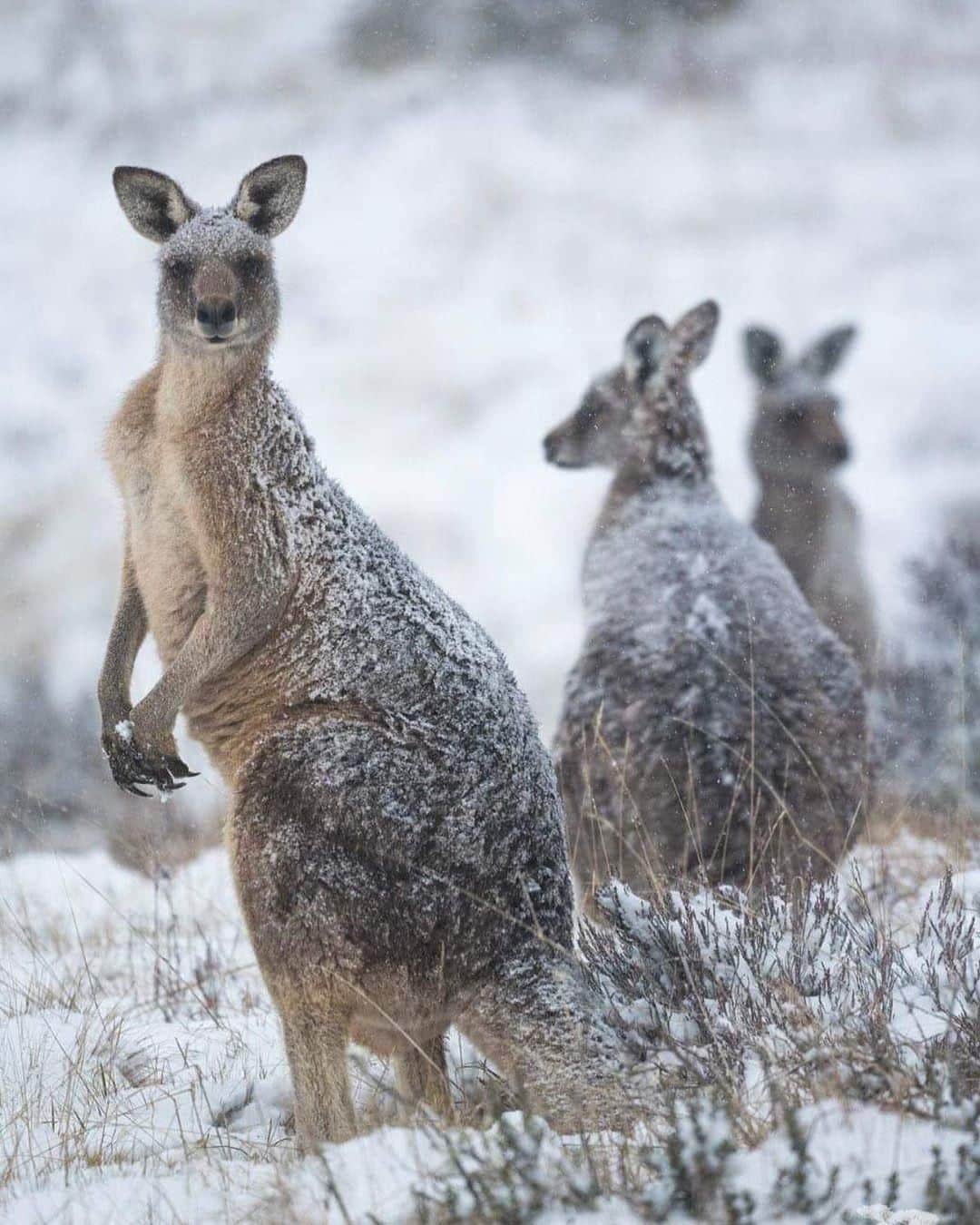 Australiaさんのインスタグラム写真 - (AustraliaInstagram)「Busted: Kangaroo trio seen breaking into the sugar factory. ❄️ @charlesdavisphotography spotted these roos on a snowy day in @visitnsw’s #KosciuszkoNationalPark. A 5-hour drive from @sydney, this national park in the @snowymountainsnsw is home to an abundance of native #wildlife, #Australia’s highest peak, #MtKosciuszko, and wonderful ski resorts. Ski and snowboard to your heart’s content at @thredboresort, @perisher_resort and @selwynsnow this #winter, and keep an eye out for animals hanging out in the #snow.  #seeaustralia #newsouthwales #snowymountainsnsw #travel #wildlifephotography」7月2日 20時00分 - australia