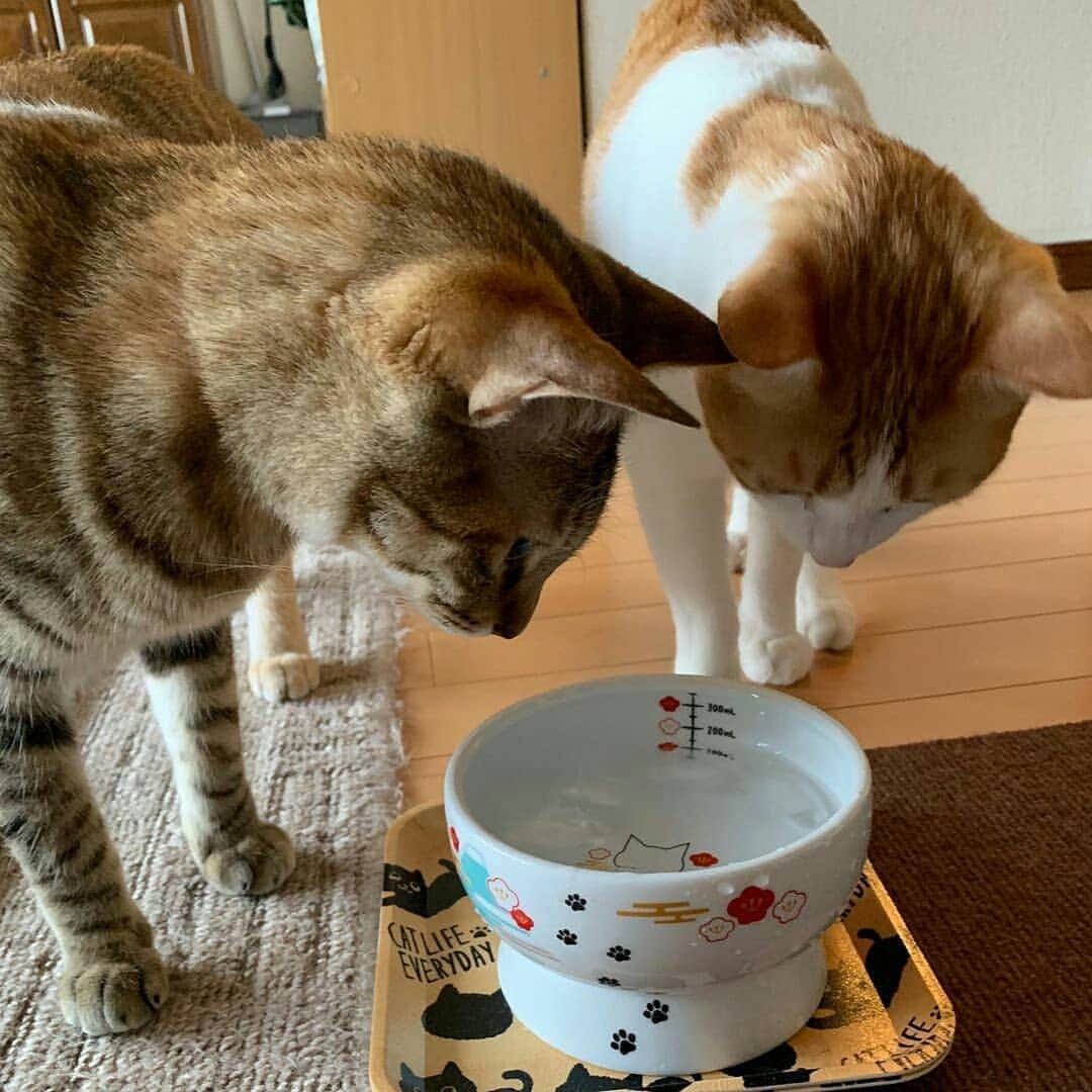 猫壱（ねこいち•ネコイチ）さんのインスタグラム写真 - (猫壱（ねこいち•ネコイチ）Instagram)「【Instagramに投稿して猫壱商品を貰っちゃおう✨】 ▫ じっと見つめる…😁 ▫ ▫ #一緒に何見てるのかな😆 #下のマークが気になるのかな？ ▫ ▫ :::::::::#猫壱 ::::::: #猫壱キャンペーン 7月は#ハッピーダイニング #ウォーターボウル が対象です👍 対象商品をお持ちの皆様、ぜひご応募くださいね❤ ▫ ▫ Instagramに登場した商品はプロフィールのリンクよりご覧いただけます🎶 気になる方は @necoichicojp からチェックしてくださいね❤ #限定脚付ウォーターボウル ▫ ▫ Repost from @sasuke_sakura_nyangram thank-you💕💕💕💕」7月2日 20時27分 - necoichicojp