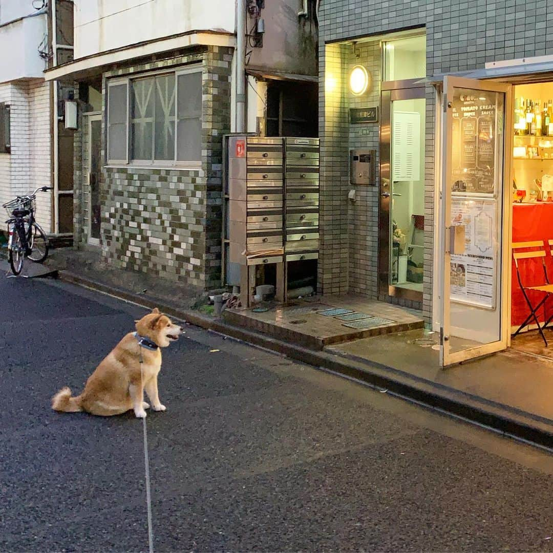 まる（まるたろう）さんのインスタグラム写真 - (まる（まるたろう）Instagram)「Let's just wander and see where it takes us.✨🐶✨パパ〜 ここって何屋さんかな？ #ちょっと寄り道していこうよ #前から気になってたの #大丈夫 #ママにはバレないから #柴犬まるのイヤイヤさん」7月2日 20時30分 - marutaro