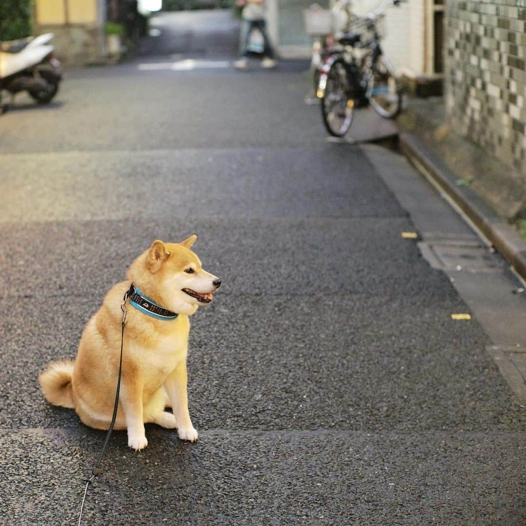 まる（まるたろう）さんのインスタグラム写真 - (まる（まるたろう）Instagram)「Let's just wander and see where it takes us.✨🐶✨パパ〜 ここって何屋さんかな？ #ちょっと寄り道していこうよ #前から気になってたの #大丈夫 #ママにはバレないから #柴犬まるのイヤイヤさん」7月2日 20時30分 - marutaro