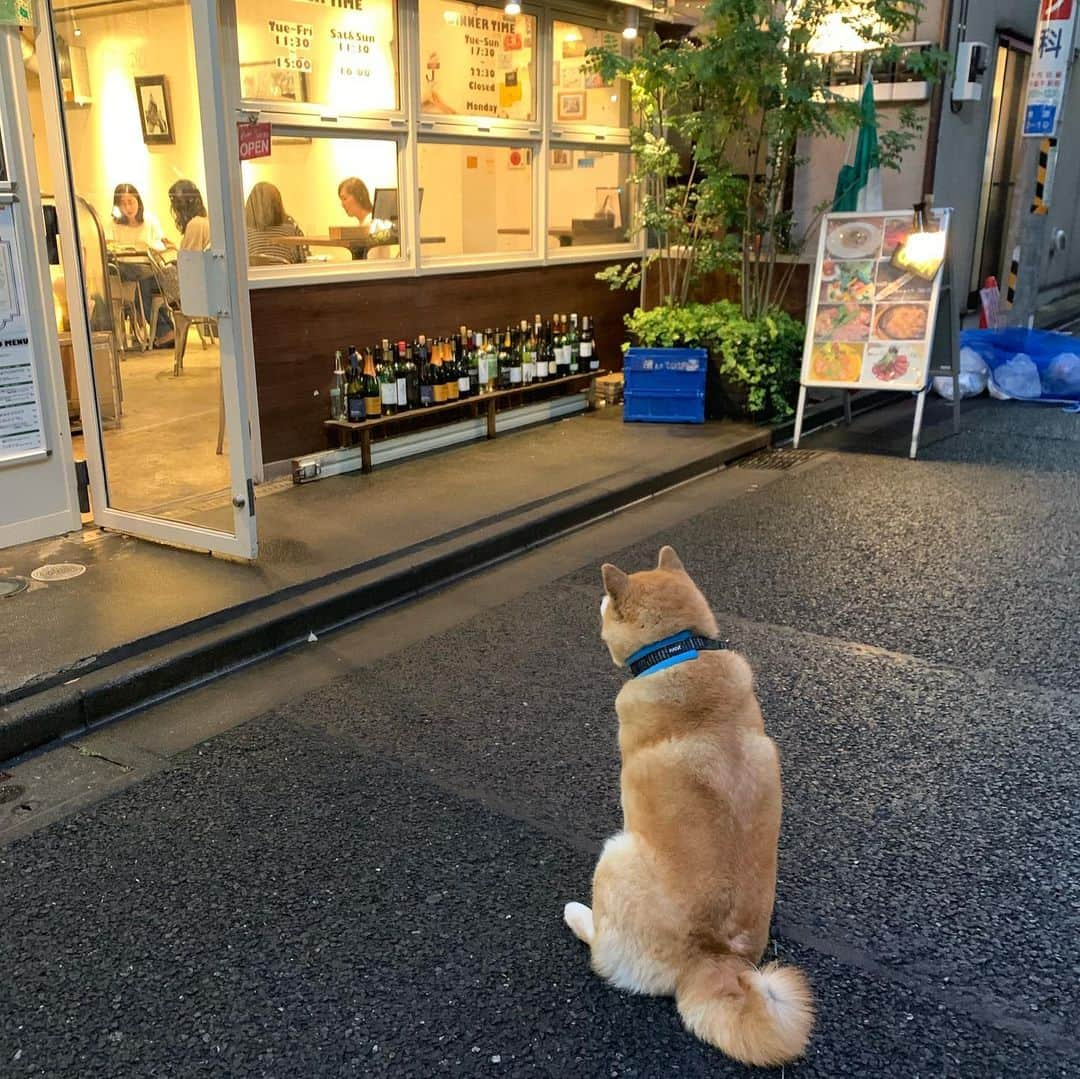 まる（まるたろう）さんのインスタグラム写真 - (まる（まるたろう）Instagram)「Let's just wander and see where it takes us.✨🐶✨パパ〜 ここって何屋さんかな？ #ちょっと寄り道していこうよ #前から気になってたの #大丈夫 #ママにはバレないから #柴犬まるのイヤイヤさん」7月2日 20時30分 - marutaro