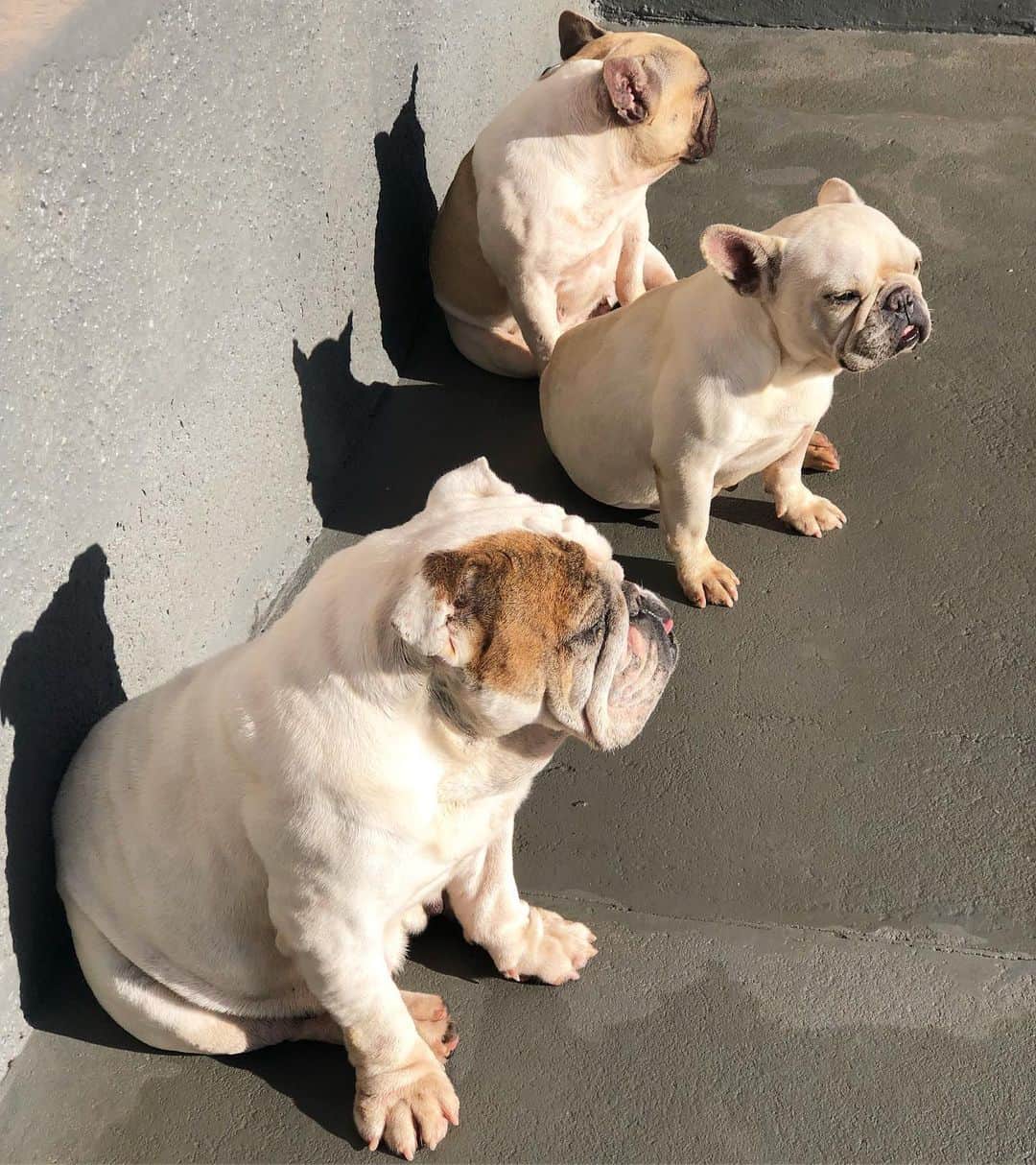 Regeneratti&Oliveira Kennelさんのインスタグラム写真 - (Regeneratti&Oliveira KennelInstagram)「Sunbathing 🌞 #squishyfacecrew #englishbulldog #frenchbulldog」7月2日 20時34分 - jmarcoz