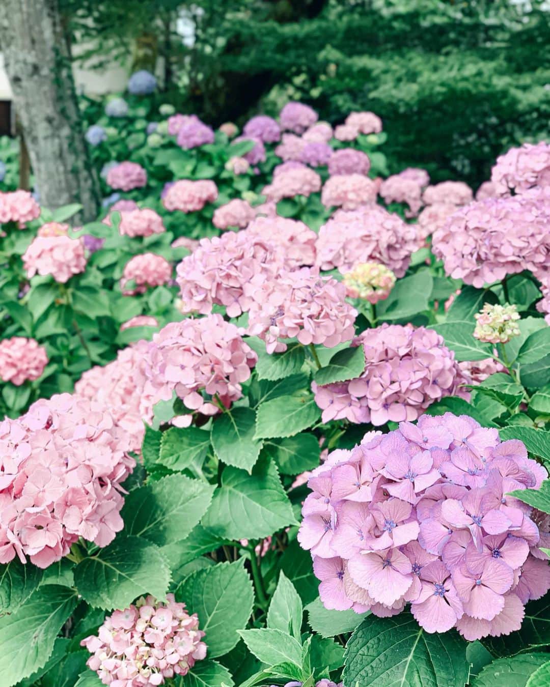 Yukicoさんのインスタグラム写真 - (YukicoInstagram)「𓇠𓇢𓇡 𓆸𓆸  紫陽花を楽しむどころか 予想超えるアウトドアに𓄹𓄹 紫陽花がひしめき合う道を ただ 進んでいくだけで‥ ・ た、助けて‥‥ ・ 喉カラカラでした𓄹𓄹 ・ ・ 汗びっしょり𓄹𓄹 痩せてました爆 見えない努力も成果あり♡  𓏧𓏧𓏧𓏧𓏧𓏧𓏧𓏧𓏧𓏧𓏧𓏧𓏧𓏧𓏧𓏧𓏧𓏧𓏧𓏧𓏧𓏧𓏧𓏧𓏧𓏧𓏧 #postcardsfromtheworld#postcardplaces#prettylittletrips#discoverearth#amazingworld#hello_worldpics#awsomeworld#discoverjapan#visitjapan#flowerporn#flowerslovers#flowerstyles#floweroflife#flower_perfection#flowerstagram#floweroftheday#livethelittlethings#inspiredbypetals#tv_stilllife#simplepleasures#momentslikethese#flowertalking#bouquet#bouquets#flowerpower#thatsdarling#nothingsordinary#hydrangea#骨盤ショーツ#ギュギュギュ」7月2日 20時36分 - yukicolifecom