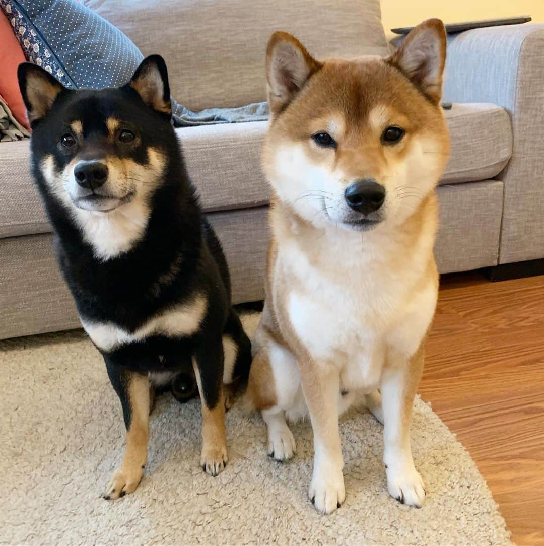 ?Fricko the Shiba Inu?のインスタグラム：「Don’t know what they’ve done, but they look guilty 🧐🤔🐾 🐾 🐾 #FrickoandKeaton #🐶 #☀️ #shiba #shibainu #dog #柴犬 #赤柴 #黒柴  #adorable #shibalovers #shibaholics  #dogoftheday  #weeklyfluff #aww #dogstagram  #dogscorner #puppiesofinstagram #shibapuppy」