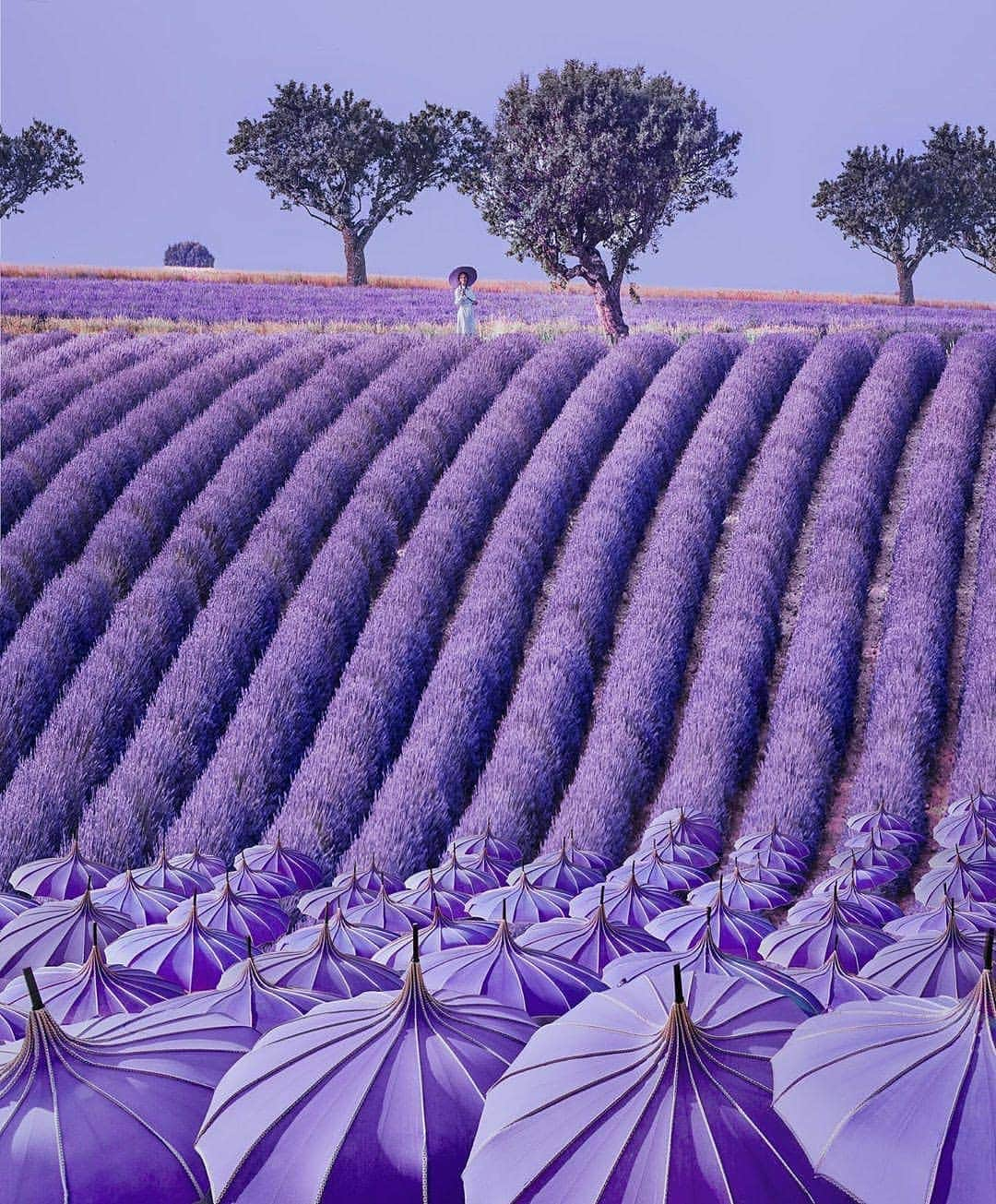 BEAUTIFUL DESTINATIONSさんのインスタグラム写真 - (BEAUTIFUL DESTINATIONSInstagram)「@hobopeeba reimagines lavender fields in France as purple umbrellas ☂️Has your imagination ever viewed something differently than it appears? (📷:@hobopeeba 📍: Valensole)」7月2日 21時03分 - beautifuldestinations