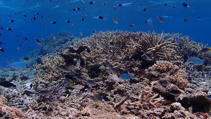 宮良忍（SHINOBU）のインスタグラム：「散らばってるぐらいの、珊瑚がすきだな🏖 バランスだな。 いや、好きは、 それぞれ。 好きだな😊  #プチ盛り珊瑚 #がれ場に珊瑚 #小浜島 #民宿宮良」