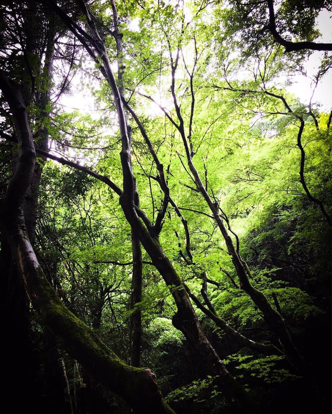 吉岡里帆さんのインスタグラム写真 - (吉岡里帆Instagram)「本日より、新しい作品に入りました。 大好きな地元での撮影です…. エキストラや時代劇を通して仲良くさせて貰っている太秦撮影所のスタッフさんが「おかえり。」と言って下さった事が嬉しく、ジンワリとまだ残っています。 共演者の方も皆さま温かい方ばかりで、年代も近いので 群像劇として一緒に紡いでいけるのが楽しみです。 盆地らしい初夏を感じながら、 良い作品になる様丁寧に向き合っていきます。  また情報解禁した際は、よろしくお願い致します。  #京都 #太秦撮影所」7月2日 21時31分 - riho_yoshioka