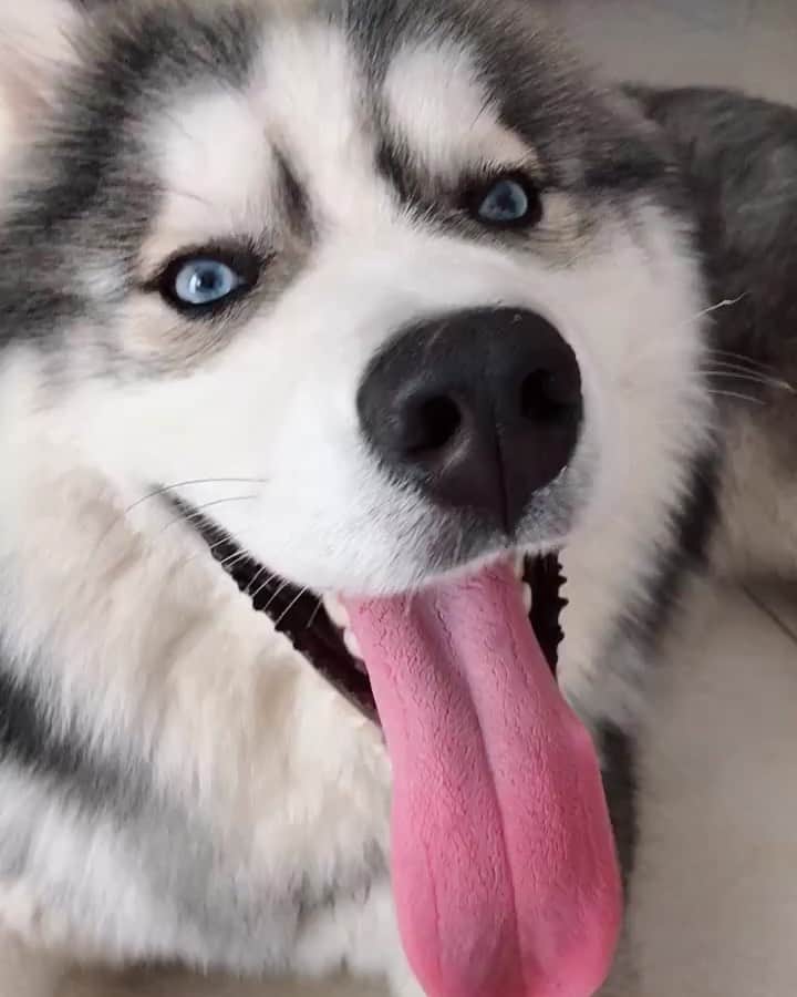 husky and malamuteのインスタグラム：「Long tongue.😝」