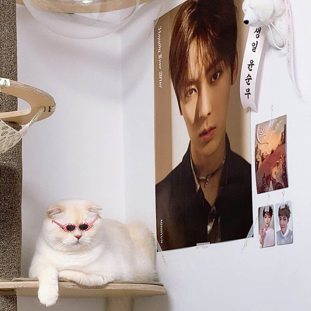 SoonMooさんのインスタグラム写真 - (SoonMooInstagram)「철이와 미애 아녀유? #순무 #SoonMoo」7月2日 21時57分 - soonmoo_cat