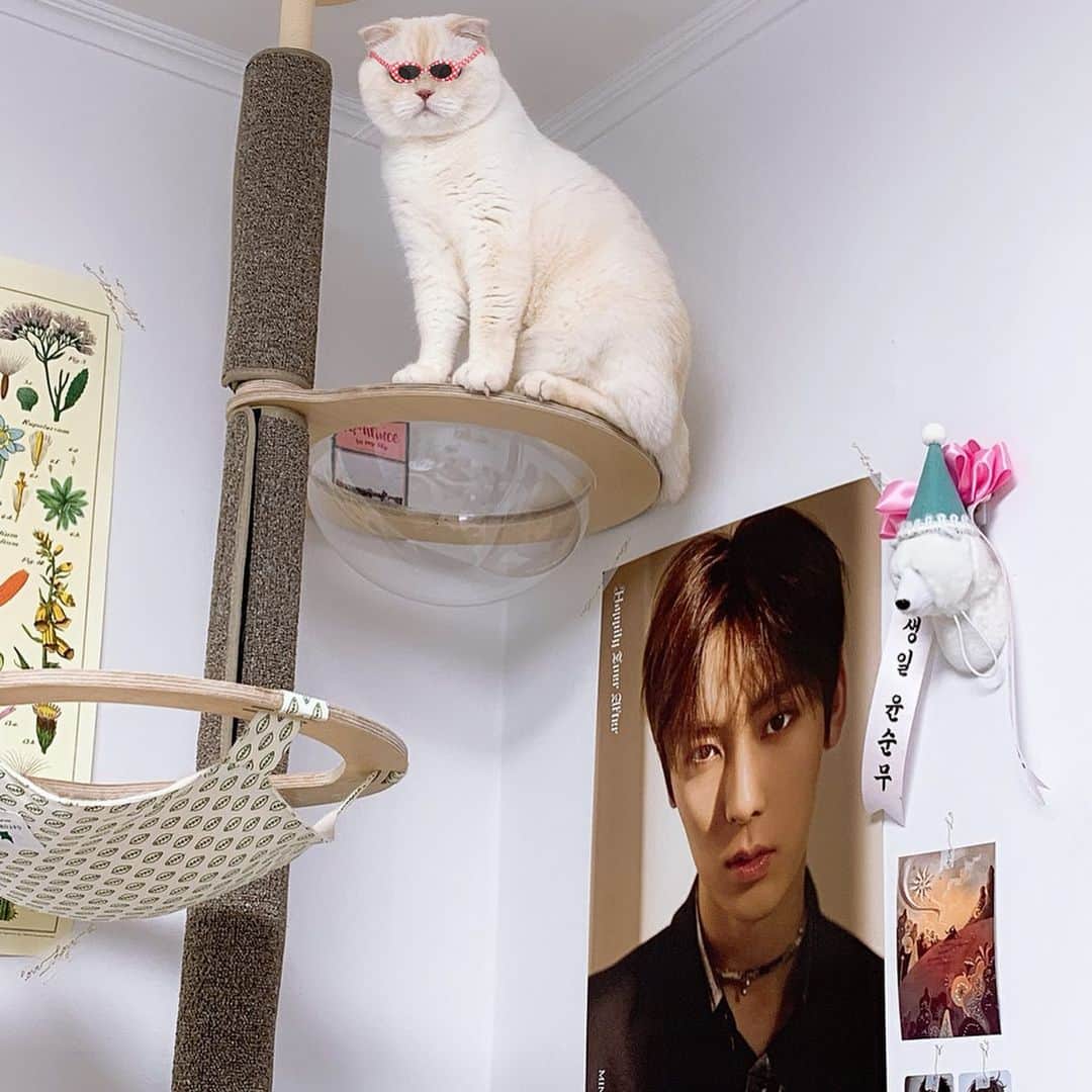 SoonMooさんのインスタグラム写真 - (SoonMooInstagram)「철이와 미애 아녀유? #순무 #SoonMoo」7月2日 21時57分 - soonmoo_cat