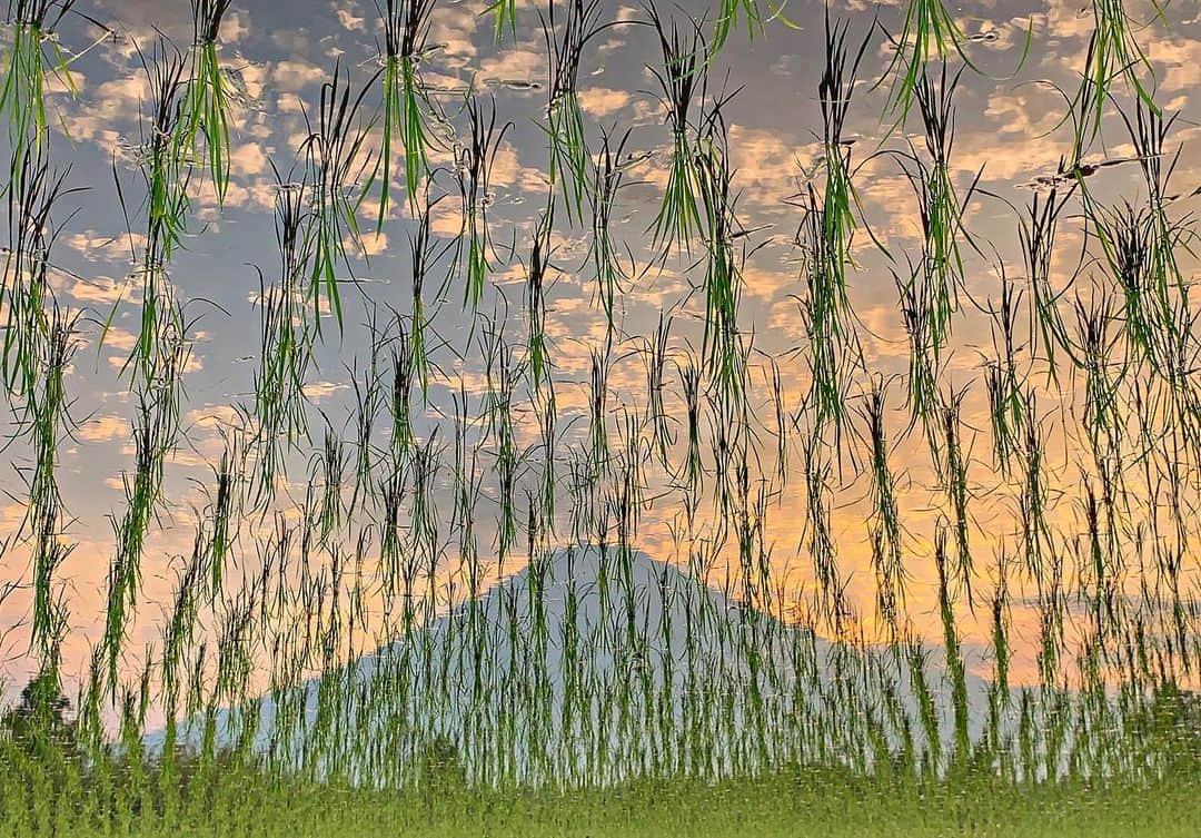 phantastic420のインスタグラム：「. 🤩🤩“Shizuoka” prefecture in Japan is a place where you can see the most “phantastic” Mt. Fuji🗻 in the world.🤩 #富士山 #mtfuji #japan #shizuoka #fujinomiya  #phantastic420photography #mostphantasticmtfuji #selamatpagi  #goodmorning  #おはようございます 😇😇😇😇😇😇😇🗻😇😇 #日本一に会うフォトコン @fujisan_kkb 😍 #rwc2019_moment #rwc2019フォトコン #shizuoka  @make_the_moment」