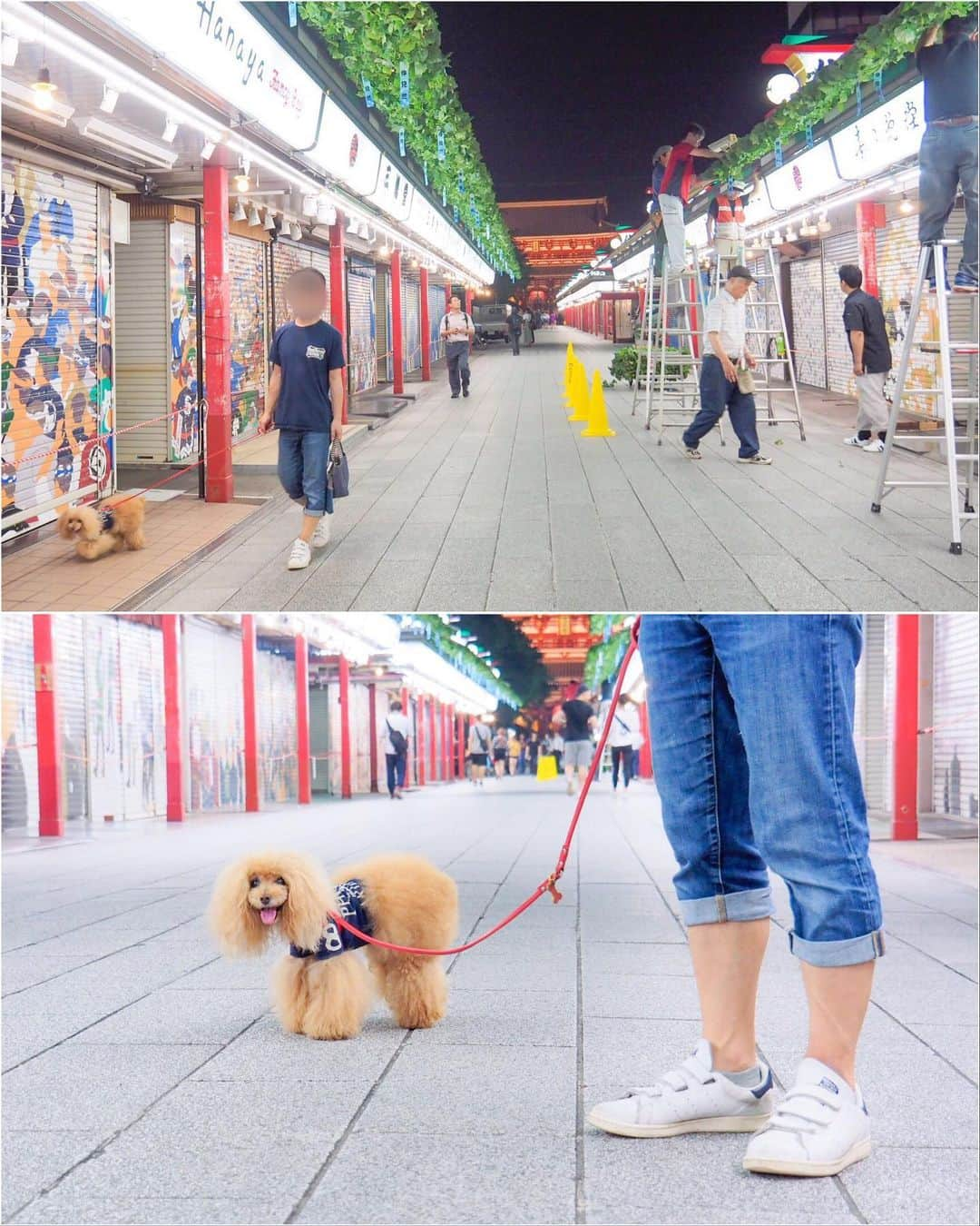 Toypoodle Mikuru?Asakusa Tokyoさんのインスタグラム写真 - (Toypoodle Mikuru?Asakusa TokyoInstagram)「20190702 Tuesday. 夏詣 よるんぽ☺️ 残業で浅草神社のイベント間に合わず😢 雨が止んで、お散歩できただけでもいいよね🥺 . ❶ みくるんと風鈴🎐 ❷ 天の川🌌渡る ❸ パパんぽ ❹ 浅草夏物語 . 浅草神社から浅草寺抜けて 仲見世通りに行くと、朝顔(多分)の日よけが設置されていた。 夏が来たなぁ🎐 . #浅草神社 #夏詣 #風鈴 . 偶然だけど、パパとみくるがネイビーのTシャツ着ていた。 ペアルックみたいで笑えた😂」7月2日 22時16分 - purapura299