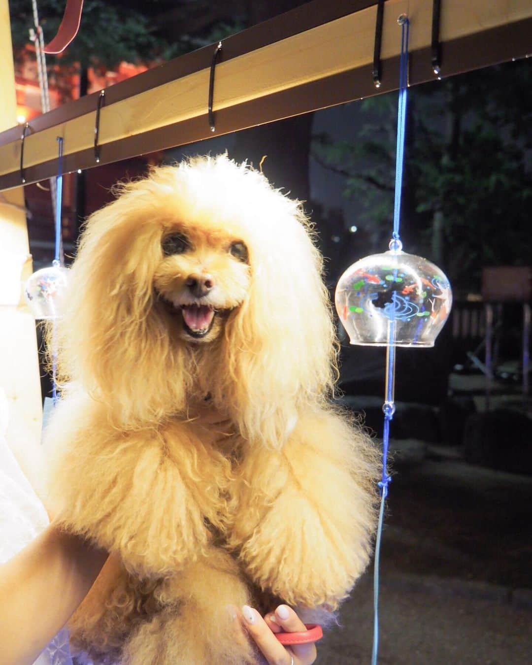 Toypoodle Mikuru?Asakusa Tokyoのインスタグラム：「20190702 Tuesday. 夏詣 よるんぽ☺️ 残業で浅草神社のイベント間に合わず😢 雨が止んで、お散歩できただけでもいいよね🥺 . ❶ みくるんと風鈴🎐 ❷ 天の川🌌渡る ❸ パパんぽ ❹ 浅草夏物語 . 浅草神社から浅草寺抜けて 仲見世通りに行くと、朝顔(多分)の日よけが設置されていた。 夏が来たなぁ🎐 . #浅草神社 #夏詣 #風鈴 . 偶然だけど、パパとみくるがネイビーのTシャツ着ていた。 ペアルックみたいで笑えた😂」