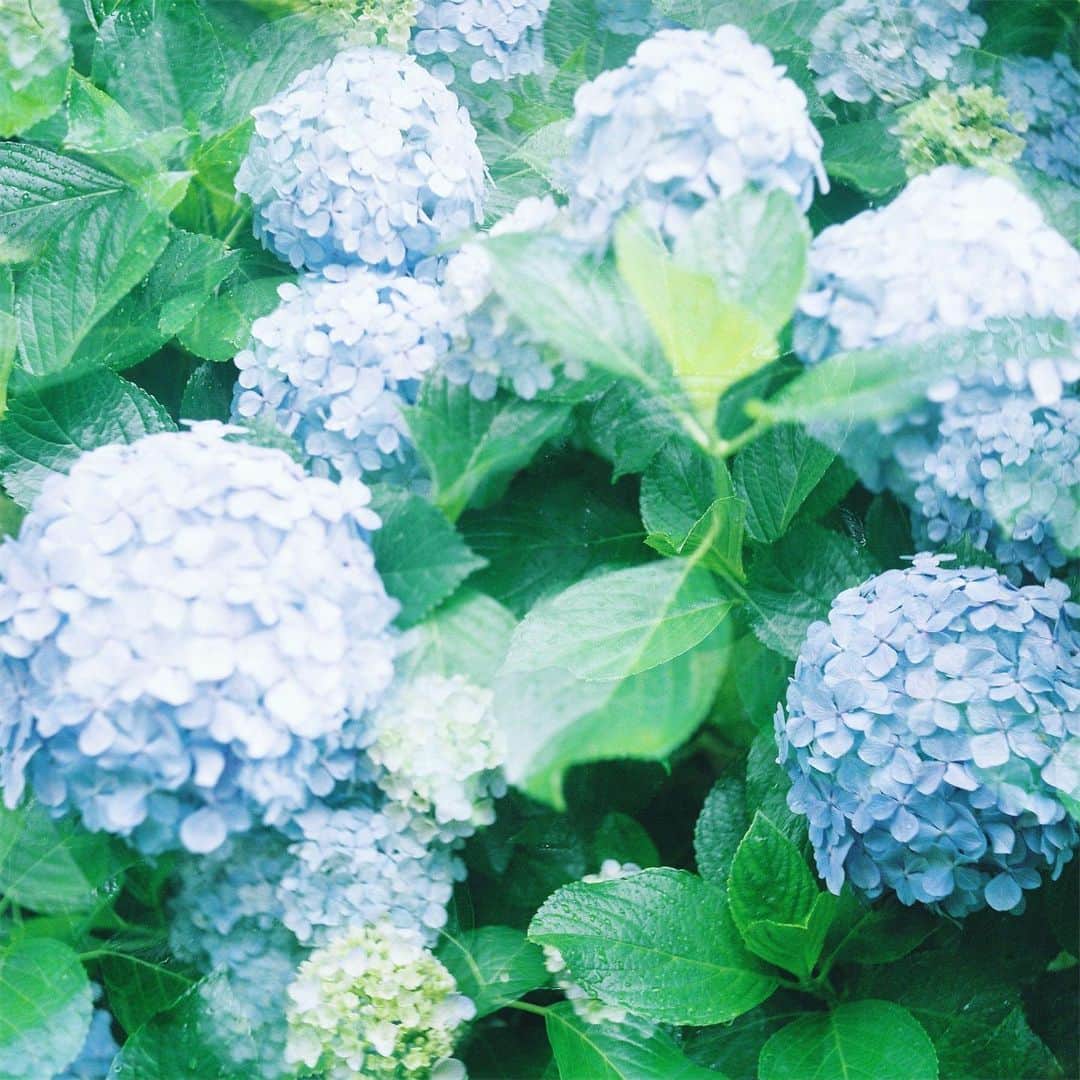 わっち☆ wacchiのインスタグラム：「* あなたが今どんなに　幸せでも 忘れないで欲しいんだ  #紫陽花 #hydrangea #花 #flowers #青 #blue #玉ボケ #bokeh #yashicaflex #二眼レフ #フィルム #film #フィルム写真 #filmphotography #フィルムカメラ #filmcamera #latergram #ishootfilm #instagood #lovefilm #RECO_IG #igers #igersjp #instagramjapan #ig_photooftheday #hueart_life #indies_gram」