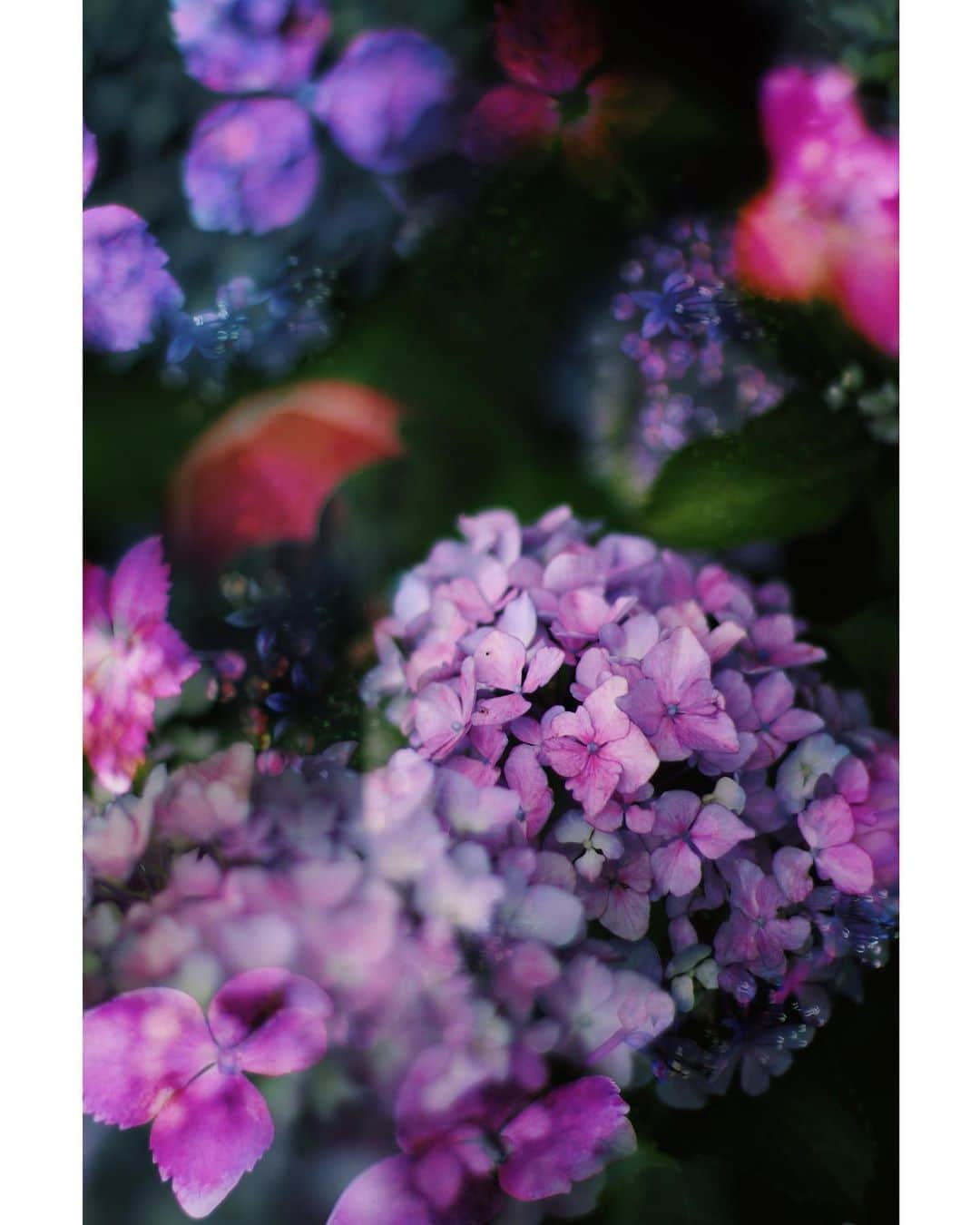 メグのん♡ A k i k oのインスタグラム：「♡Alice in the mysterious hydrangea forest . . . 不思議な紫陽花の森 . . . ♡」
