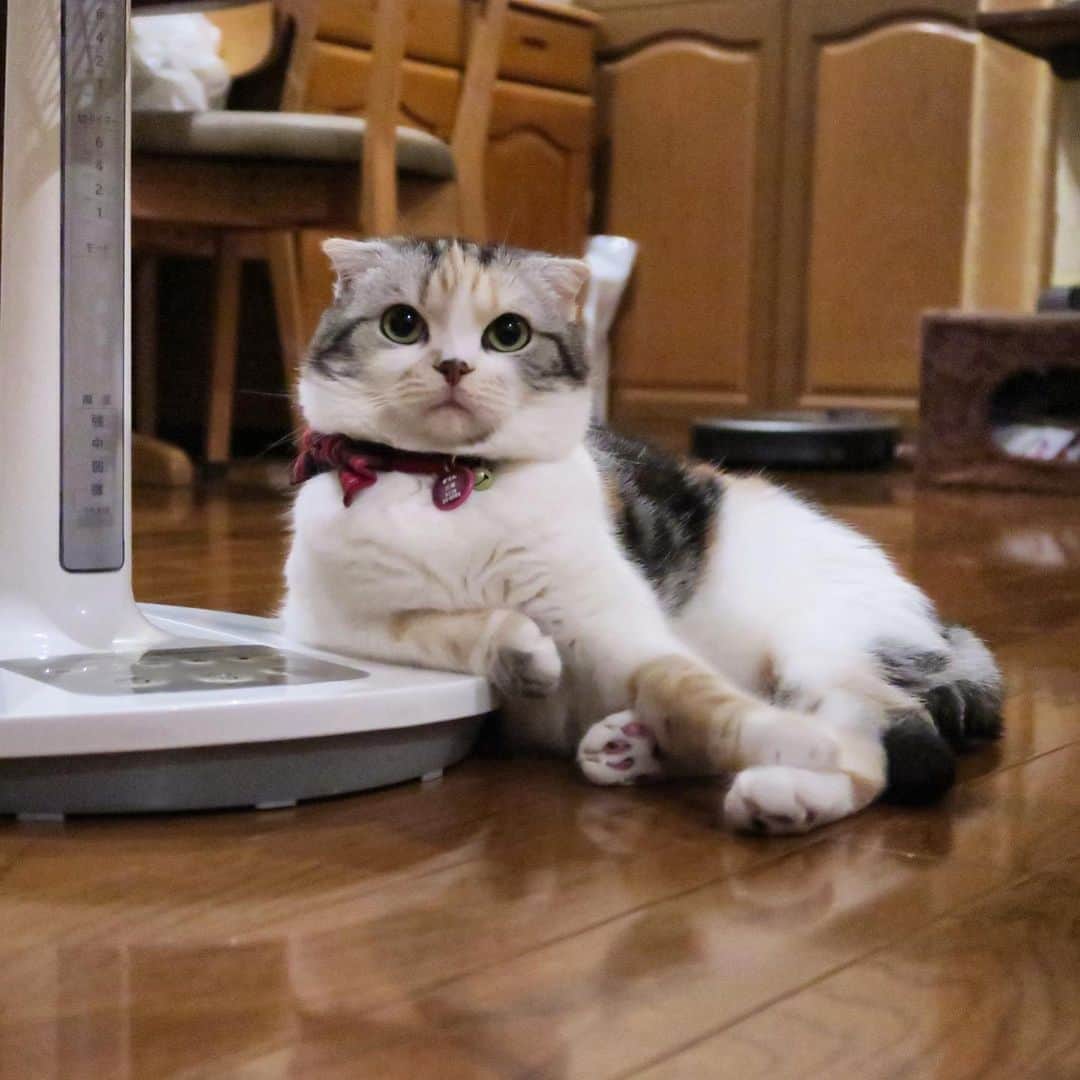 takegaeruのインスタグラム：「扇風機まりん もう何というか、当たり前過ぎる風景でした😽  #cat #scottishfold #猫 #スコティッシュフォールド #三毛スコ友の会」