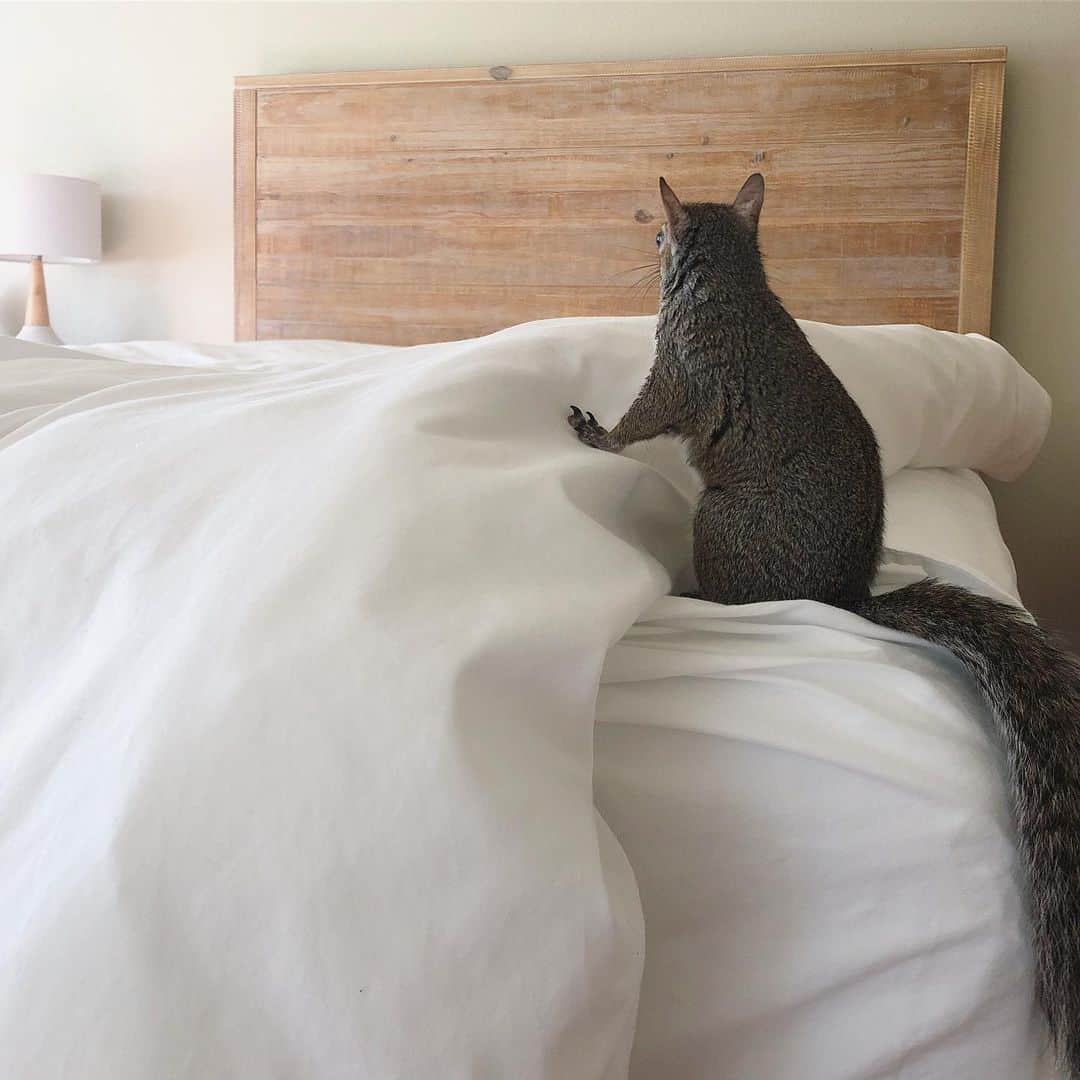 Jillさんのインスタグラム写真 - (JillInstagram)「Always make the bed. . #petsquirrel #squirrel #squirrels #squirrellove #squirrellife #squirrelsofig #squirrelsofinstagram #easterngreysquirrel #easterngraysquirrel #ilovesquirrels #petsofinstagram #jillthesquirrel #thisgirlisasquirrel #makethebed #littlehelper」7月2日 22時41分 - this_girl_is_a_squirrel