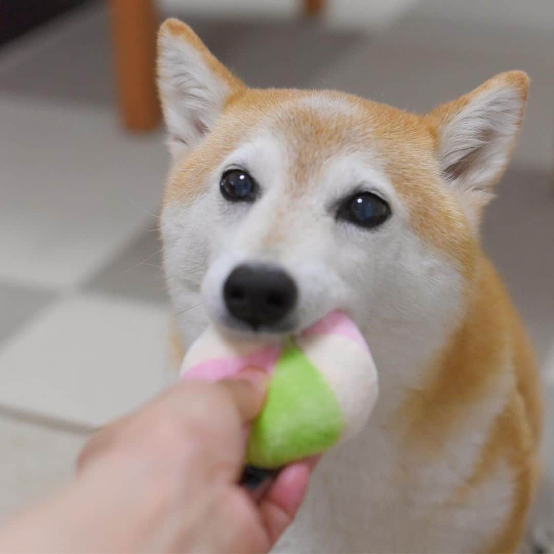 meekooさんのインスタグラム写真 - (meekooInstagram)「なかなかおいしいお饅頭ですね🙂 #モグモグ #うそ。ボールだよ」7月2日 22時52分 - meekoo