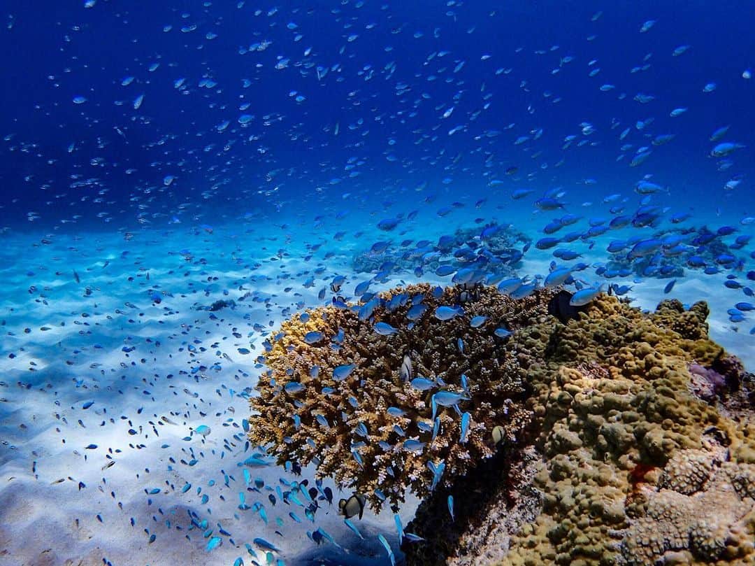 のインスタグラム：「目が覚めたら西表島だ。 風が強そうだな〜 天気が良いからビーチ🏖でゴロゴロもありっちゃあり🤣 ぼっち旅行なんで西表島で見かけたら声かけてあげて下さい🤣 . 📍#渡嘉敷島 か #座間味島 😅 .  #igersjp#icu_japan#wu_japan#team_jp_#japan_daytime_view#lovers_nippon#travel#okinawa#japan#instatrip#沖縄#海#ビーチ#water_of_our_world#beach#sea#ocean#onebreath#divermag#loves_okinawa#lascuba#snorkeling#沖縄好きな人と繋がりたい#genic_okinawa#genic_beach#タビジョ#unknownjapan」