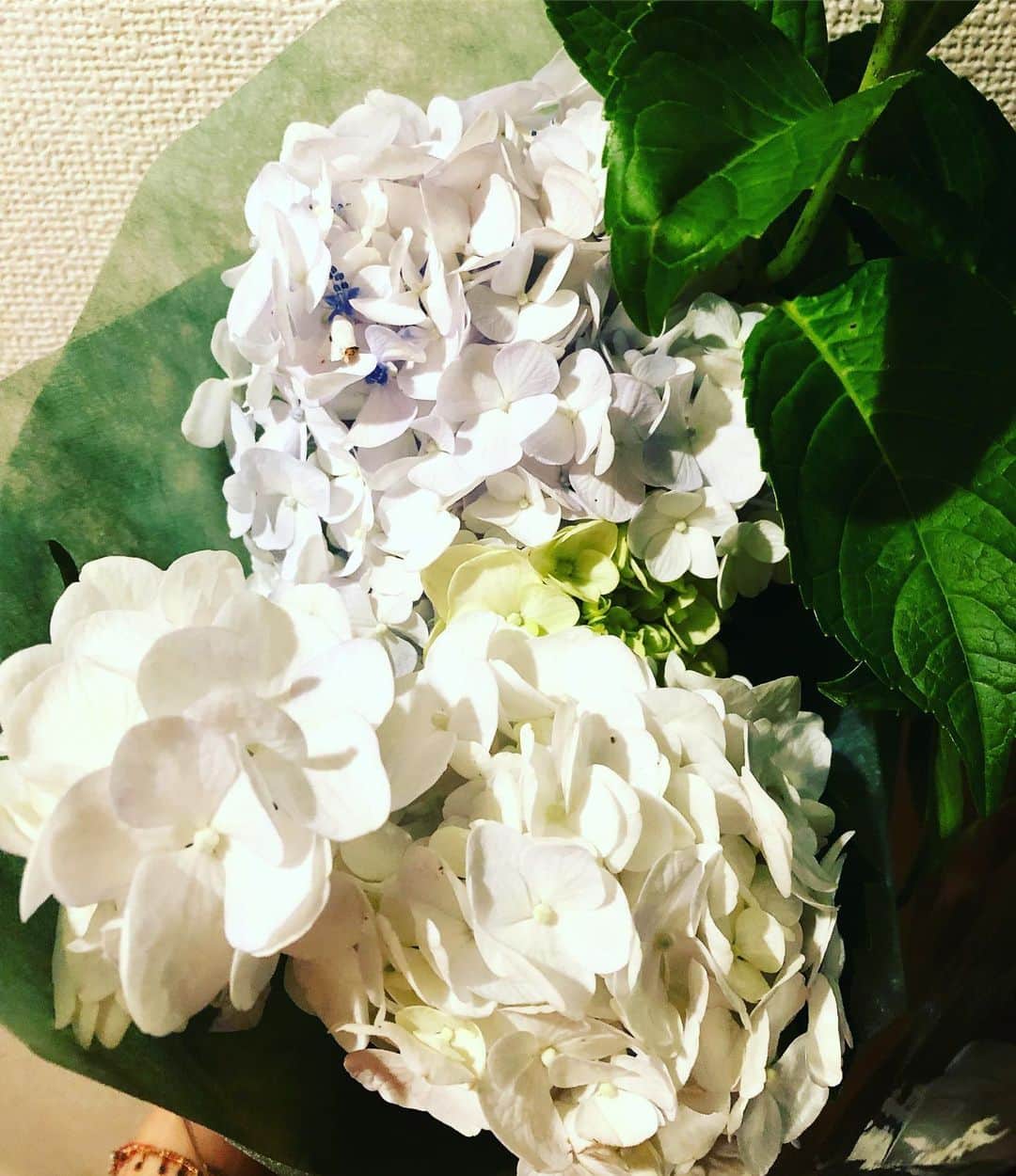 阿部洋子さんのインスタグラム写真 - (阿部洋子Instagram)「💐 今日、久々にお仕事ご一緒した hitomiパイセンから サプラーイズ！ いただいちゃいました♡ うれしすぎる!!!!! パイセンはいつもお心遣いがハンサムなのよね～ 見習いたい！ ありがとうございました！ #hitomi  #love2020  #surprise  #present  #bouquet  #flowers  #あじさい  #紫陽花 #thankyou  紫陽花の白の花言葉は、 寛容なんだって。 そんなことも考えて、プレゼント🎁してくれたー\(◡̈)/」7月2日 22時57分 - hirocoring