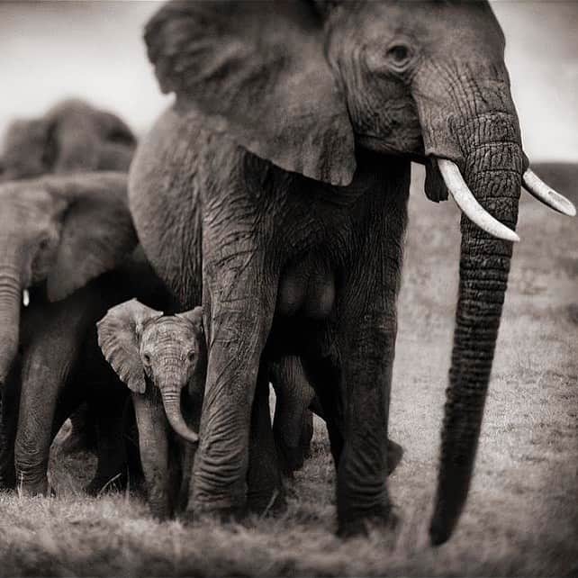 リッキー・ジャーヴェイスさんのインスタグラム写真 - (リッキー・ジャーヴェイスInstagram)「No one needs ivory except an elephant. #BanTrophyHunting」7月2日 23時03分 - rickygervais