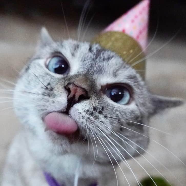 nala_catさんのインスタグラム写真 - (nala_catInstagram)「It’s my birthday month! I’m turning 9🎂💕❤️ #foreveryoung」7月2日 23時14分 - nala_cat