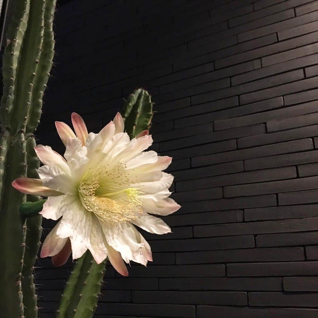 中村獅童さんのインスタグラム写真 - (中村獅童Instagram)「陽喜のお部屋は沙織が貼った空の壁紙、そしてサボテンの花が咲いたよ。 #newhouse  #陽喜」7月2日 23時17分 - shido_nakamura
