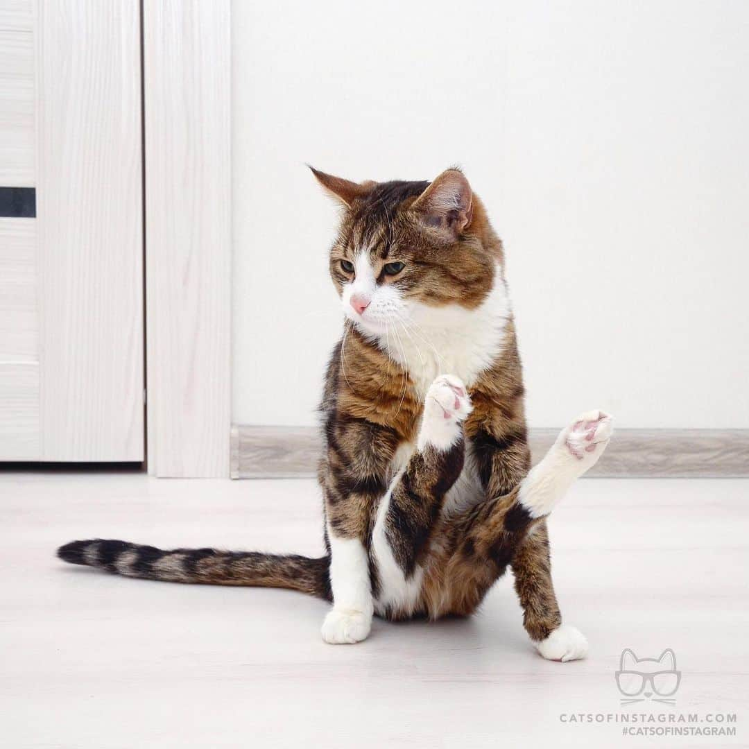 Cats of Instagramさんのインスタグラム写真 - (Cats of InstagramInstagram)「From @rexiecat: "It's yoga time" 😼 #twitterweek #catsofinstagram」7月2日 23時24分 - cats_of_instagram