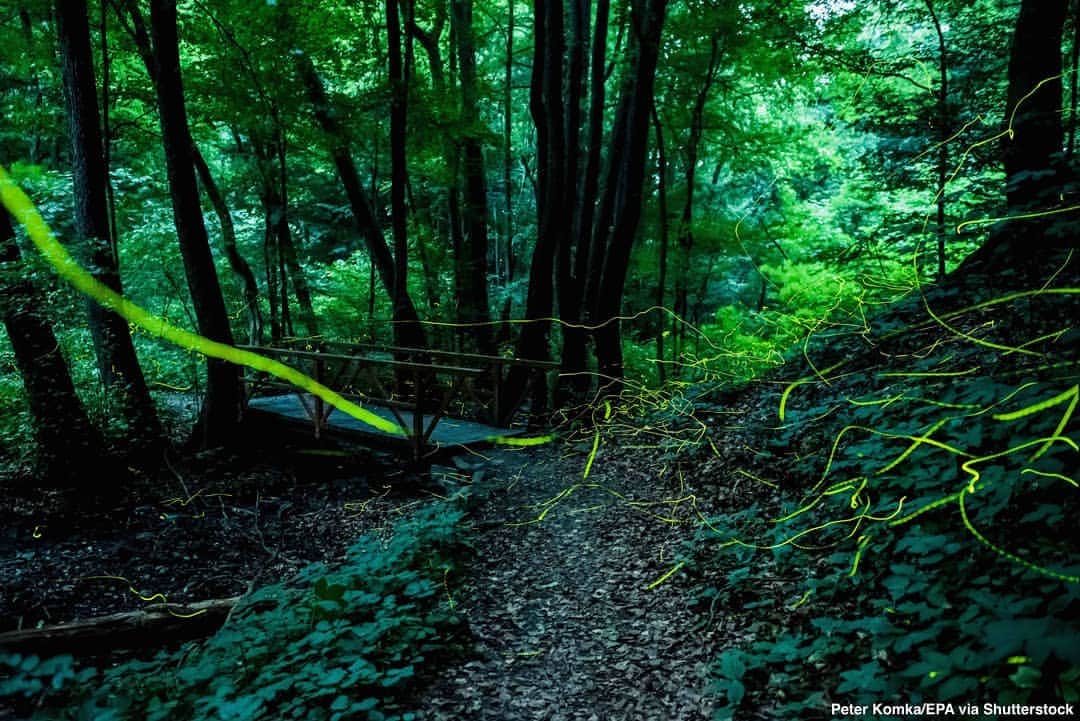 ABC Newsさんのインスタグラム写真 - (ABC NewsInstagram)「Dazzling photo captures trails of fireflies as they stream through a forest at the Hungarian-Slovakian border. #firefly #summer #bugs #nature」7月2日 23時42分 - abcnews