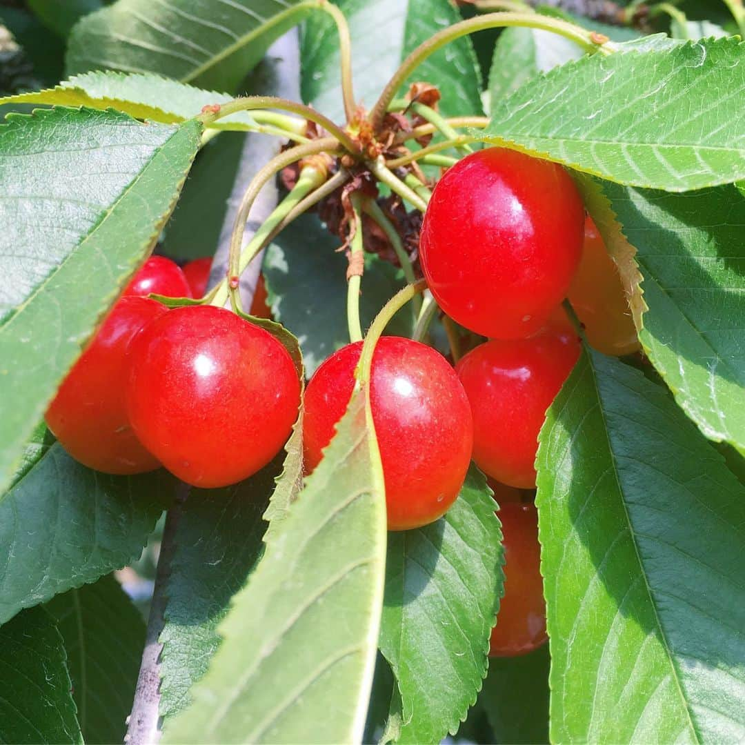 bon ponさんのインスタグラム写真 - (bon ponInstagram)「さくらんぼ狩りのチケットをいただいたので、山形県東根の観光果樹園にさくらんぼ狩りに行ってきました🍒🍒🍒 最盛期は過ぎていましたが、さくらんぼの王様「佐藤錦」を存分に味わいました😍😍 ・ #さくらんぼ狩り #さくらんぼ #山形 #東根 #夫婦 #60代 #ファッション #コーディネート #リンクコーデ #夫婦コーデ #グレイヘア #白髪 #共白髪 #couple #over60 #fashion #coordinate #instafashion #instagramjapan #greyhair #bonpon511」7月2日 23時53分 - bonpon511