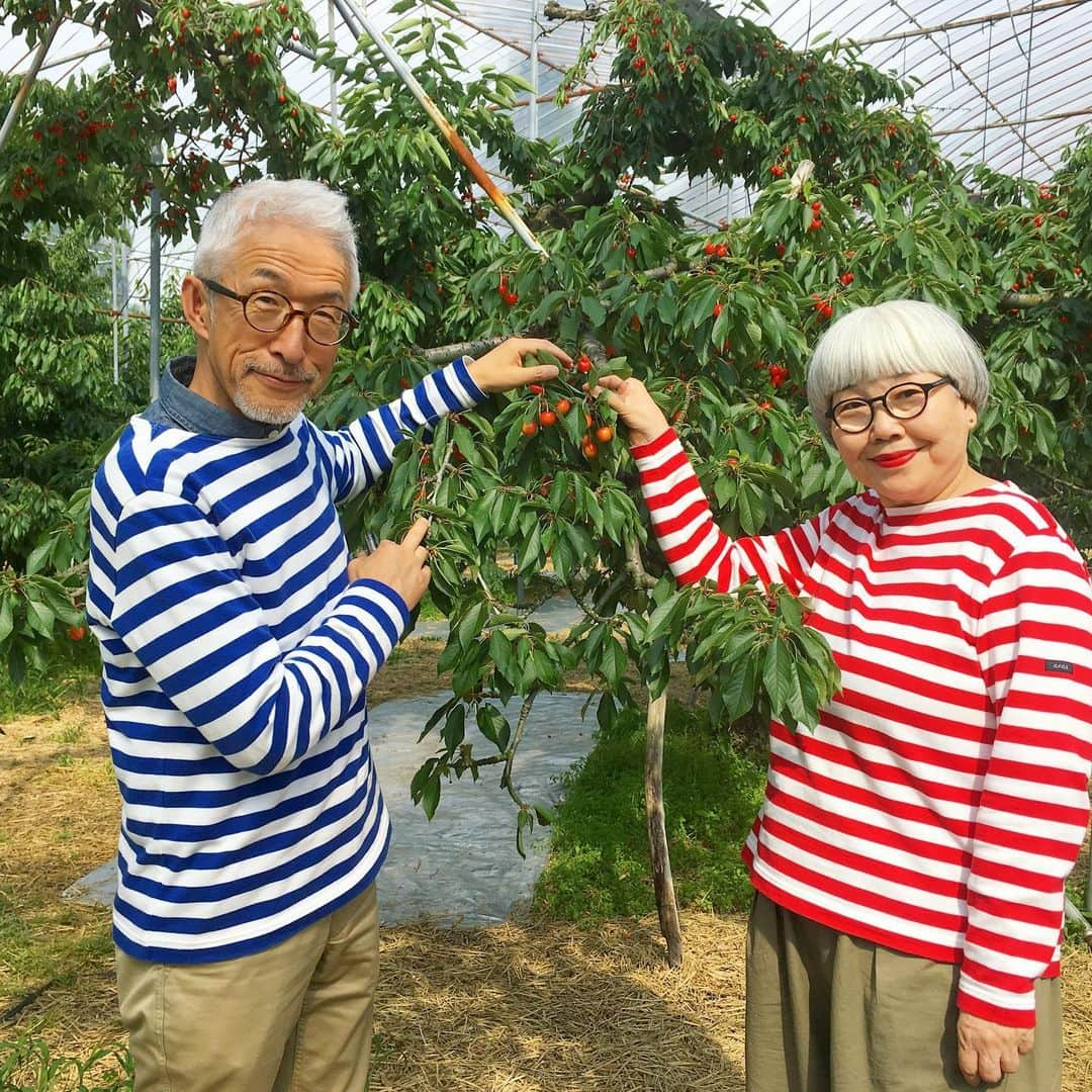 bon ponさんのインスタグラム写真 - (bon ponInstagram)「さくらんぼ狩りのチケットをいただいたので、山形県東根の観光果樹園にさくらんぼ狩りに行ってきました🍒🍒🍒 最盛期は過ぎていましたが、さくらんぼの王様「佐藤錦」を存分に味わいました😍😍 ・ #さくらんぼ狩り #さくらんぼ #山形 #東根 #夫婦 #60代 #ファッション #コーディネート #リンクコーデ #夫婦コーデ #グレイヘア #白髪 #共白髪 #couple #over60 #fashion #coordinate #instafashion #instagramjapan #greyhair #bonpon511」7月2日 23時53分 - bonpon511