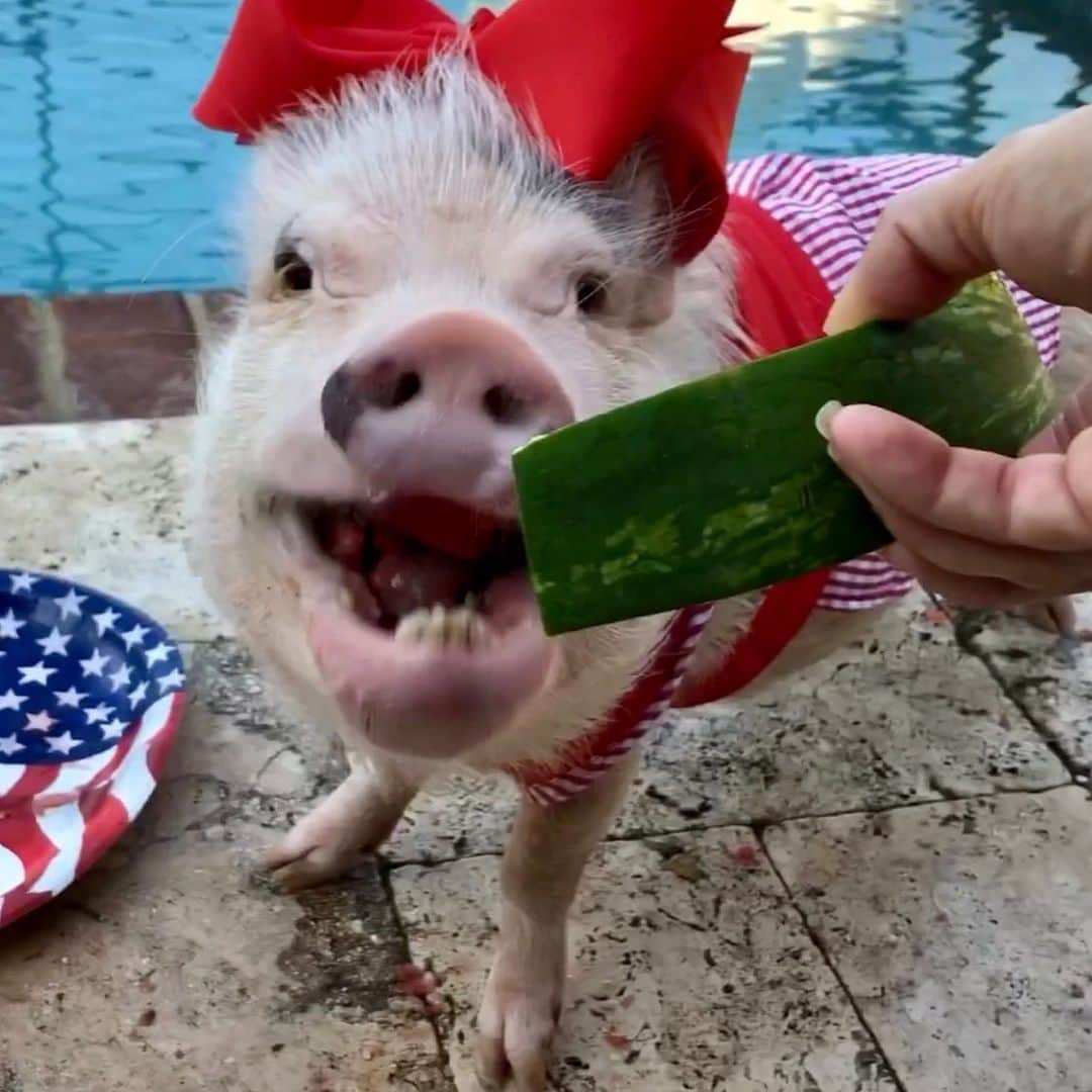 Priscilla and Poppletonさんのインスタグラム写真 - (Priscilla and PoppletonInstagram)「Who else is ready to pig out on the Fourth of July? (Swipe to see every piggy)🇺🇸🐷❤️💙#FourthofJuly #Pigtailthepug #PiggyPenn #PoseyandPink #PrissyandPop」7月3日 0時02分 - prissy_pig
