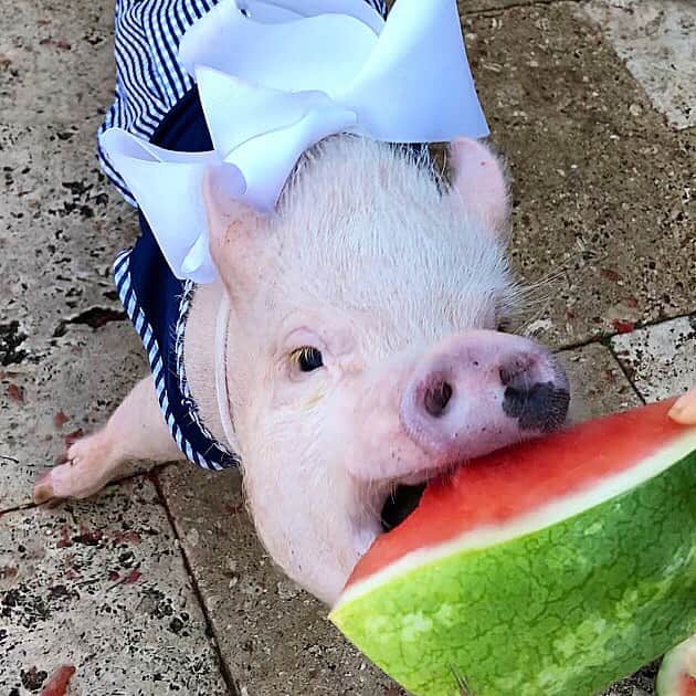 のインスタグラム：「Who else is ready to pig out on the Fourth of July? (Swipe to see every piggy)🇺🇸🐷❤️💙#FourthofJuly #Pigtailthepug #PiggyPenn #PoseyandPink #PrissyandPop」