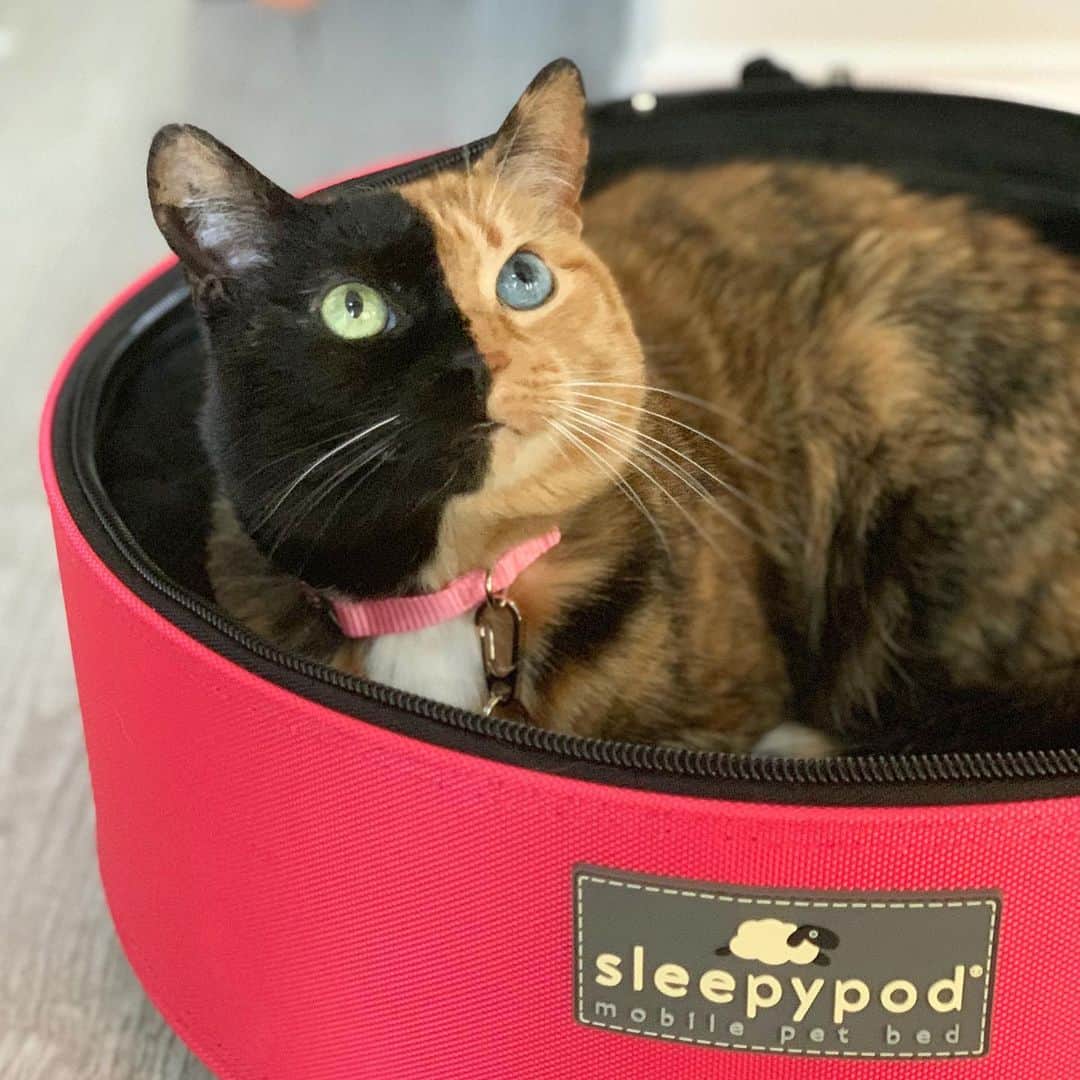 Venus Cat さんのインスタグラム写真 - (Venus Cat Instagram)「Thank you @sleepypod for sending me a new bed for my birthday meet & greet this weekend at @meowfestival ! 💗🐾 I cant decide between this one and the one Sleepypod sent for the boys @totally_tater & @roothekangaroocat which is light blue.💙 Which one do you think is prettier for my pics? The boys would let me borrow theirs if I want, we all share. 😺 Decisions decisions..... I’ll post both pics  in an IG story with a poll. 😺😺」7月3日 0時03分 - venustwofacecat