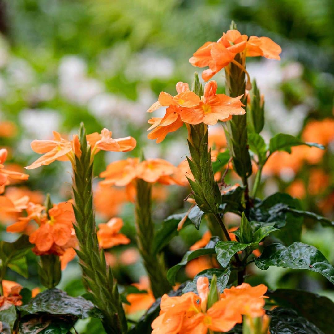 ニューヨーク植物園さんのインスタグラム写真 - (ニューヨーク植物園Instagram)「🎇 Celebrate the Fourth of July this week with all sorts of flowers around the Garden that bring the colorful fireworks of the holiday to mind. Today, we’re kicking things off with something particularly true to theme: the firecracker flower (#Crossandra infundibuliformis), which you can find among the plants of Brazilian Modern: The Living Art of Roberto Burle Marx. ✨ #plantlove」7月3日 0時07分 - nybg