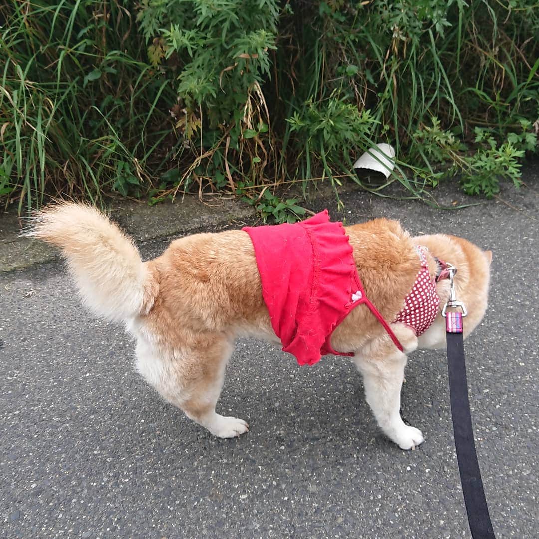 柴子さんのインスタグラム写真 - (柴子Instagram)「おはようございます。 柴子(仮名)さん、尻尾がピンッと立ってますけど、妖気でも感じたのかな？？ 奥に見えるのは、、、、、、容器(笑) #柴犬　#shibainu #shibastagram」7月3日 9時42分 - senogawadogs