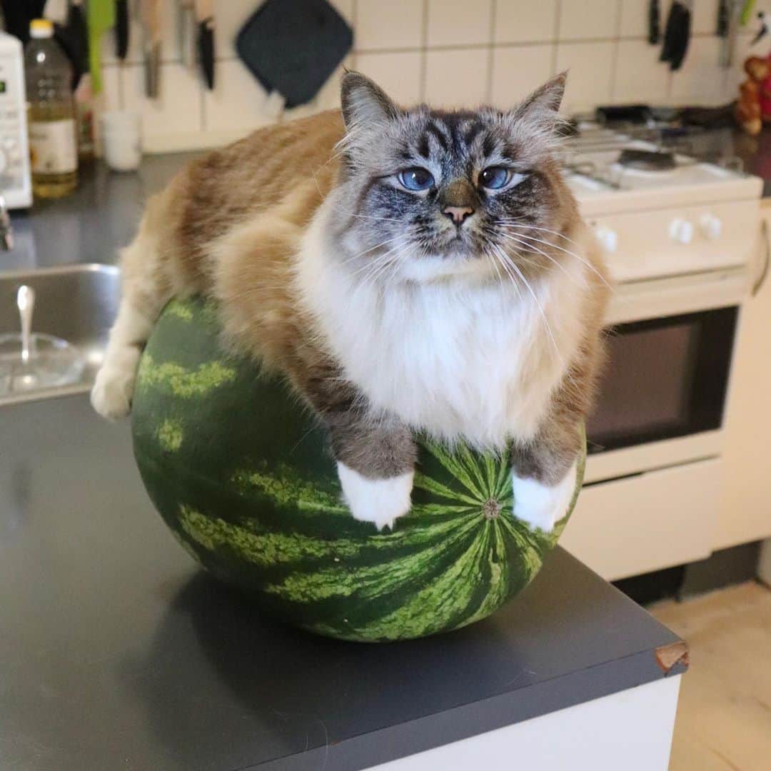 のインスタグラム：「Some queens like Iron Throne, but this queen likes the watermelon throne⠀ 📷@missenell ⠀ #meowed #missenell #birman #gilbertandnelly #watermelon」