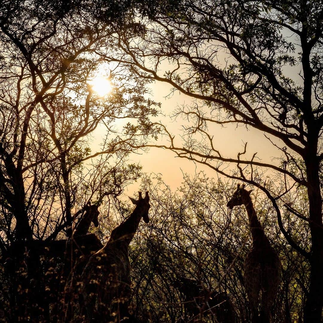 National Geographic Travelさんのインスタグラム写真 - (National Geographic TravelInstagram)「Photo by @andrea_frazzetta | A group of giraffes are silhouetted in the golden light of the sunset in South Africa's Kruger Park. The giraffe is the tallest terrestrial mammal in the world. The males stand about 5m tall—as high as a single-story house—and the females are just a little shorter. Giraffes are gentle and timid animals that live in loose social groups. The giraffe's long neck enables it to browse on the leaves of trees. Thus, it does not need to compete with other leaf-eaters feeding lower down. Giraffes eat leaves of many kinds of trees, but acacia trees are their favorites. The Kruger National Park is one of the largest game reserves in Africa. It covers an area of 19,485 square kilometres (7,523 sq miles) in the provinces of Limpopo and Mpumalanga in northeastern South Africa. To see more photos from my travels, follow me, @andrea_frazzetta. #southafrica #kruger #giraffe」7月3日 10時00分 - natgeotravel