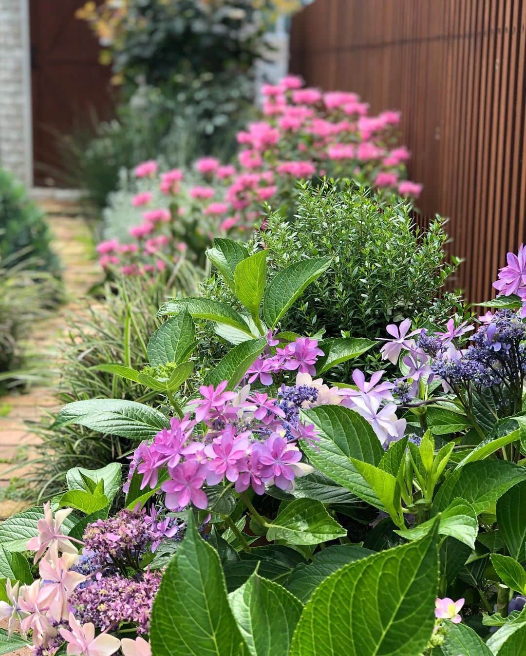 minminさんのインスタグラム写真 - (minminInstagram)「・ 2年前に @breedtaieikaen さんで購入した  #ami家の紫陽花の花 ✨ ・ 庭に植えたら凄く大きくなって 凄く綺麗に咲いています🌸 少しだけ切って家にも飾ってみました。 品種は #ダンスパーティー といいます。 ・ 今作っている庭の方には ピラミッド紫陽花を鉢植えで置いてます✨ 早く咲かないかなー😂 ・ ・ #紫陽花#アジサイ#花瓶の花#キッチン#ダイニング#植物のあるくらし#庭#ガーデニング#庭づくり#インテリアコーディネート #インテリア雑貨#花 #ダイニングテーブル#半円ベンチ ←#楽天roomに載せてます #roomインフルエンサー」7月3日 10時32分 - amiagram