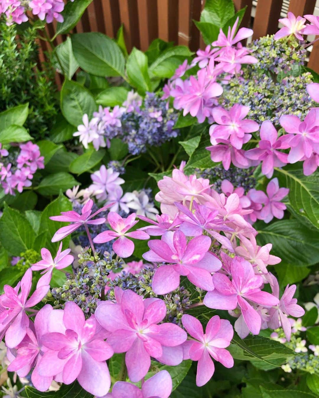 minminさんのインスタグラム写真 - (minminInstagram)「・ 2年前に @breedtaieikaen さんで購入した  #ami家の紫陽花の花 ✨ ・ 庭に植えたら凄く大きくなって 凄く綺麗に咲いています🌸 少しだけ切って家にも飾ってみました。 品種は #ダンスパーティー といいます。 ・ 今作っている庭の方には ピラミッド紫陽花を鉢植えで置いてます✨ 早く咲かないかなー😂 ・ ・ #紫陽花#アジサイ#花瓶の花#キッチン#ダイニング#植物のあるくらし#庭#ガーデニング#庭づくり#インテリアコーディネート #インテリア雑貨#花 #ダイニングテーブル#半円ベンチ ←#楽天roomに載せてます #roomインフルエンサー」7月3日 10時32分 - amiagram