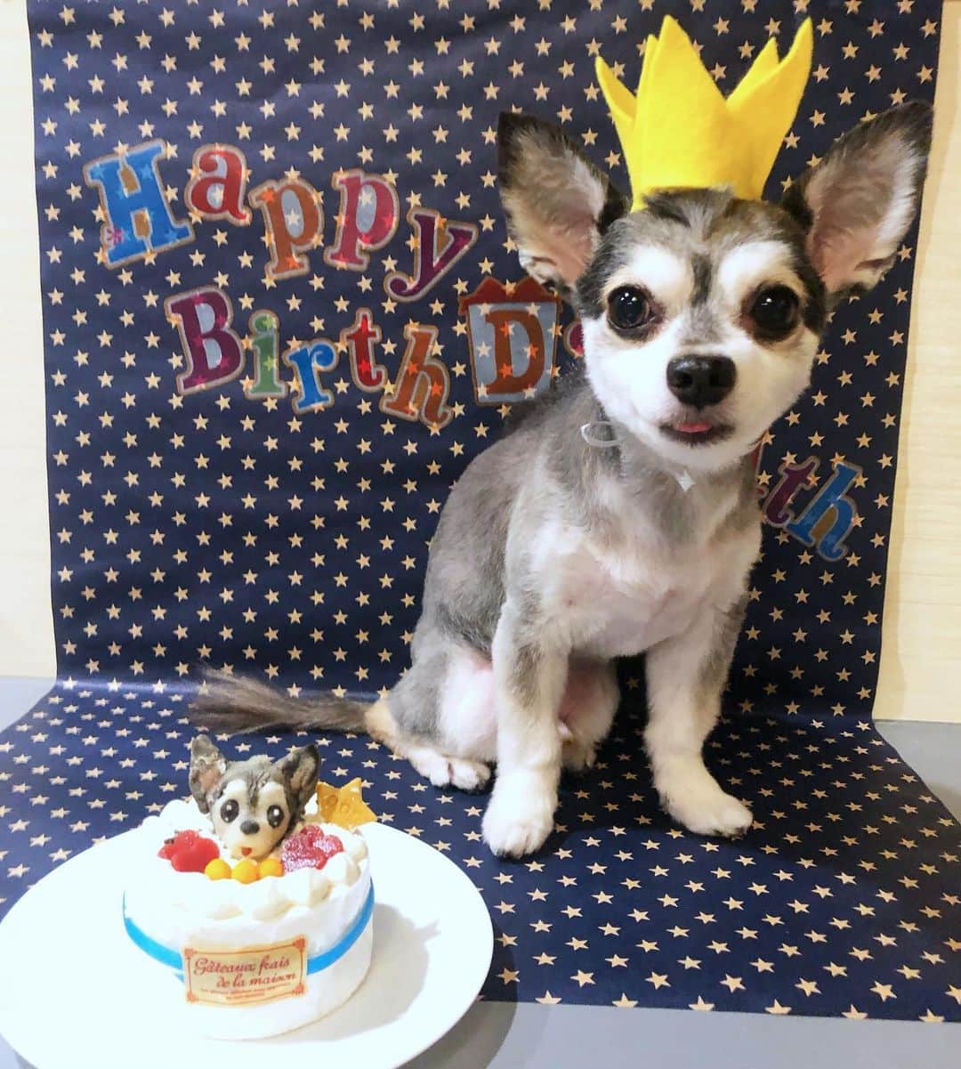 miniさんのインスタグラム写真 - (miniInstagram)「Baby @gyo_za.dogcom 🥟🐺 hApPY biRtHdAy🧁👅💓💜💎🌈 愛するギョウザ先生💓 6/28で11歳になりました🌞✨ もぅ、「一生一緒♡」を誓ってから11年も経ったんだね♡ たくさんの事があったね♡ 嬉しい時も、楽しい時も、悲しい時も、いつも側にそっといてくれてありがとう♡ 甘えん坊で、優しくて、私の色んな感情をその小さな眼差しで見上げて読み取ってくれて、ありがとう♡ ギョウザが側にいてくれなかったら乗り越えられなかった時も、ギョウザが潰れそうになるほど、泣きながら抱きしめて、ギョウザの背中を濡らした事もあったね。 いつもいつも誰よりも、何よりも、心から愛しているよ💓💜 まだまだずーっと一緒にいたいから、まだまだママをひとりぼっちにしないでね😢✨ 一生一緒いる！って誓って手に乗るほど小さなギョウザを抱きしめたあの日から、毎日毎日愛しているよ♡ これからも一生一緒だからね♡ お誕生日おめでとう🎂💓💜💎✨✨🥟🐺 #birthday #gyoza #ギョウザ先生 #happybirthday #dog #chihuahua #dogbirthday #dogcake #lovina #犬ケーキ #飼い主の特製即席王冠だよ👑」7月3日 10時37分 - mini.stagram