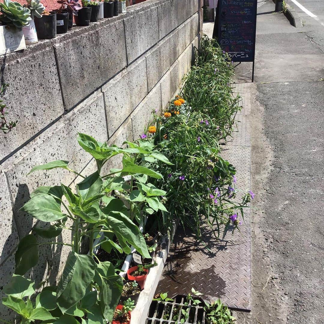 魔女菅原さんのインスタグラム写真 - (魔女菅原Instagram)「暑くなるまえに水やり。 ゴッホの向日葵がだいぶ育ってきましたが、育て方が悪かったらしく花が小さく咲きそう😅。 #自家製天然酵母のパン屋さんカンパーニュ  #魔女菅原」7月3日 10時44分 - hatsuyosugawara