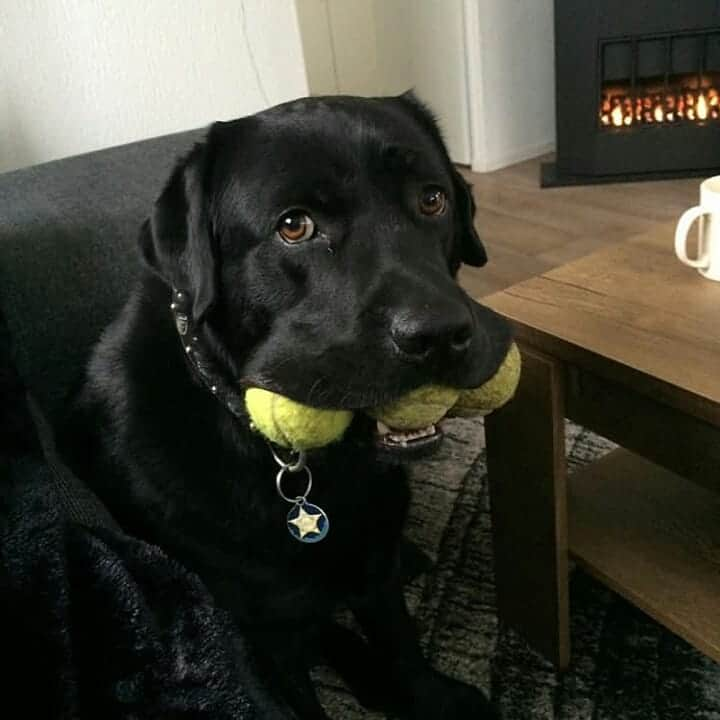 World of Labradors!さんのインスタグラム写真 - (World of Labradors!Instagram)「"Even when I’m on my back getting bellyrubs, I won’t leave my 3 balls." @jaap.and.flip.labbrothers」7月3日 10時54分 - worldoflabs