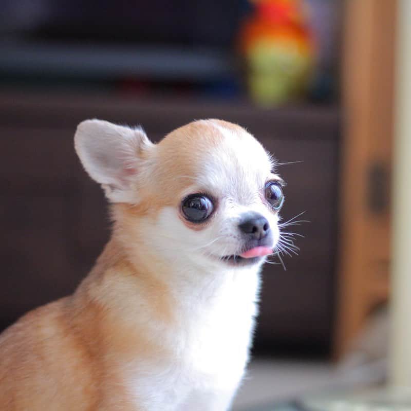 まち(Machi)のインスタグラム：「. 👅👅👅 . 🐶🐶🐶 . #chihuahua #chihuahuas #dog #instadog  #weeklyfluff #doglover #chihuahualove #ふわもこ部 #choco #azuki #omochi #チワワ #ちわわ #犬 #スムチー #ロンチー #ちわすたぐらむ #いぬすたぐらむ #ちわわ部」